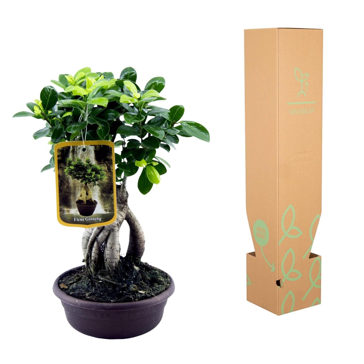 Ficus Microcarpa Ginseng – elegante Zimmerpflanze