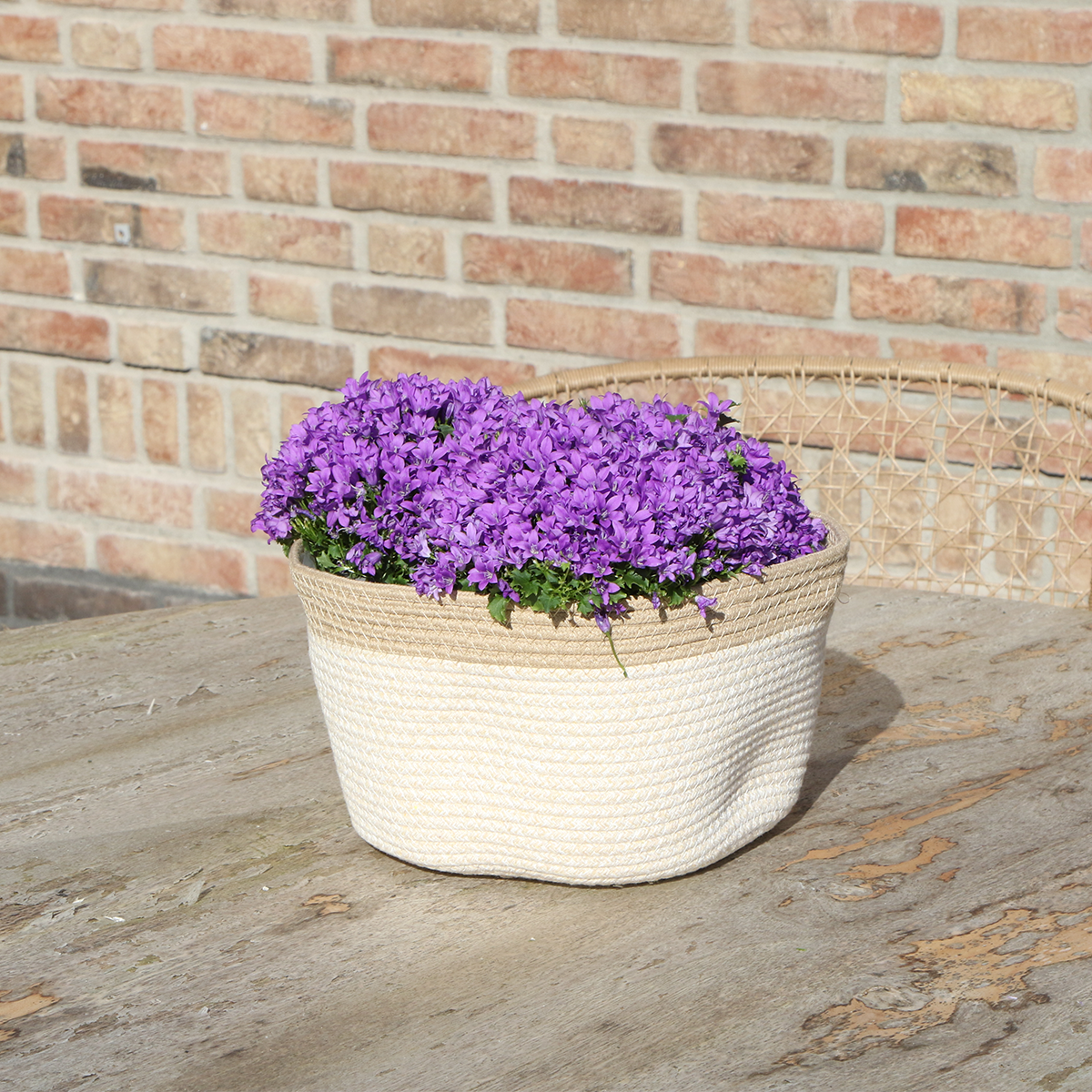 Campanula Addenda Ambella Glockenblume im Baumwollkorb mit Bewässerungssystem