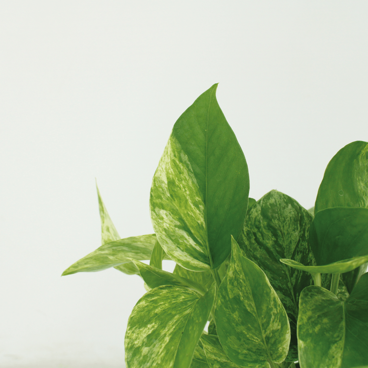 Epipremnum Marble Queen Zimmerpflanze