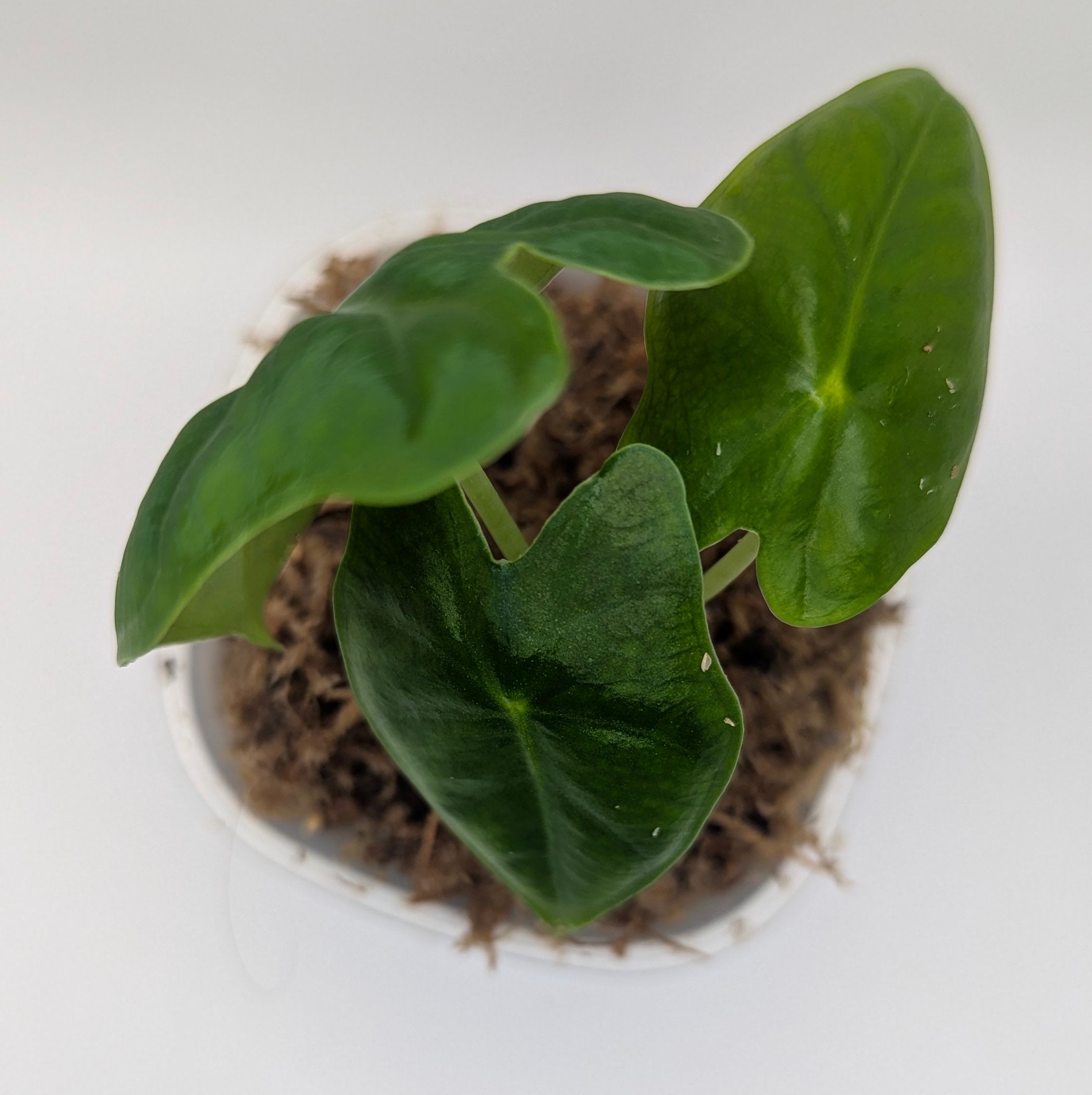Alocasia micholitziana frydek