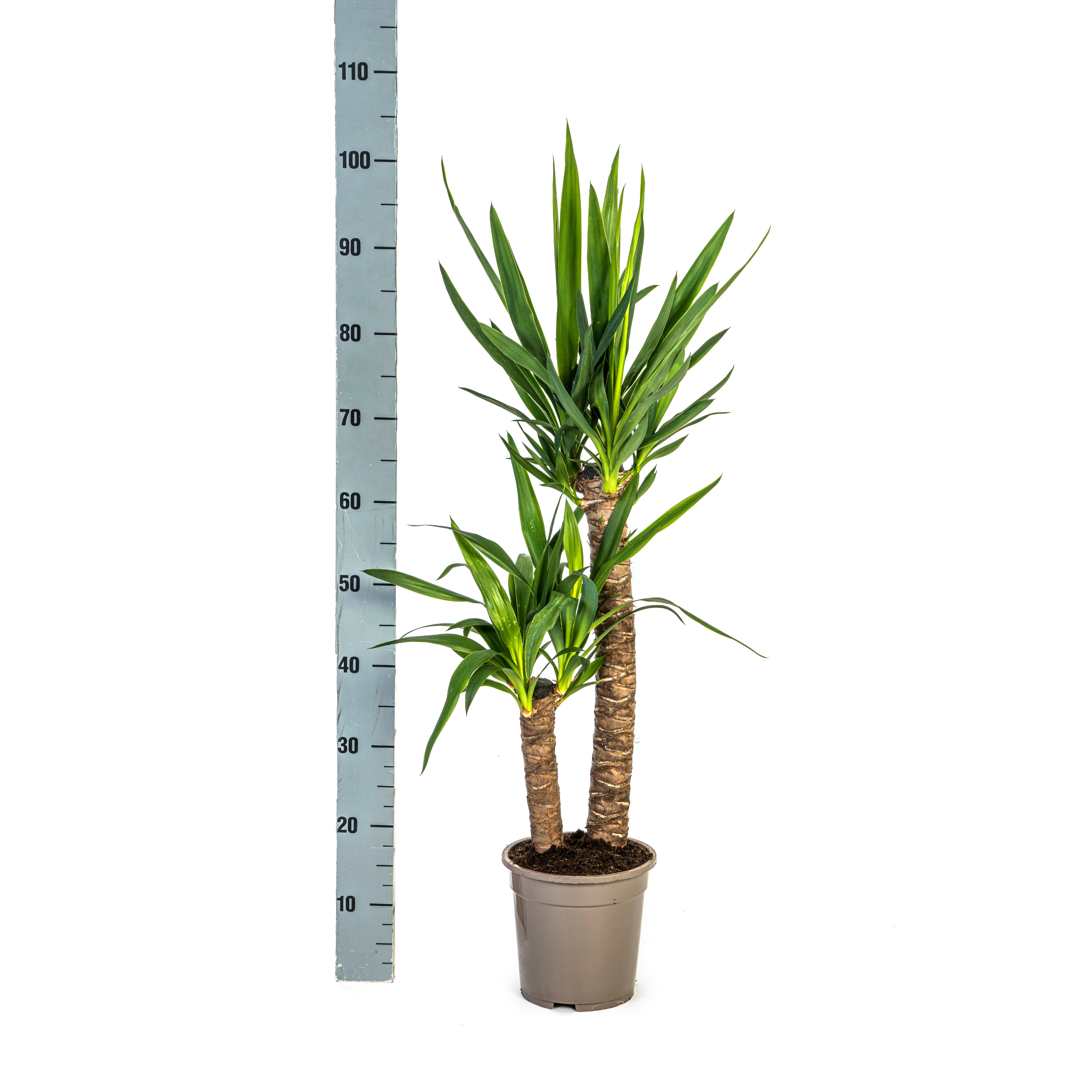 Yucca Elephantipes - 19cm Topf - 70-90cm Höhe - Robuste Zimmerpflanze