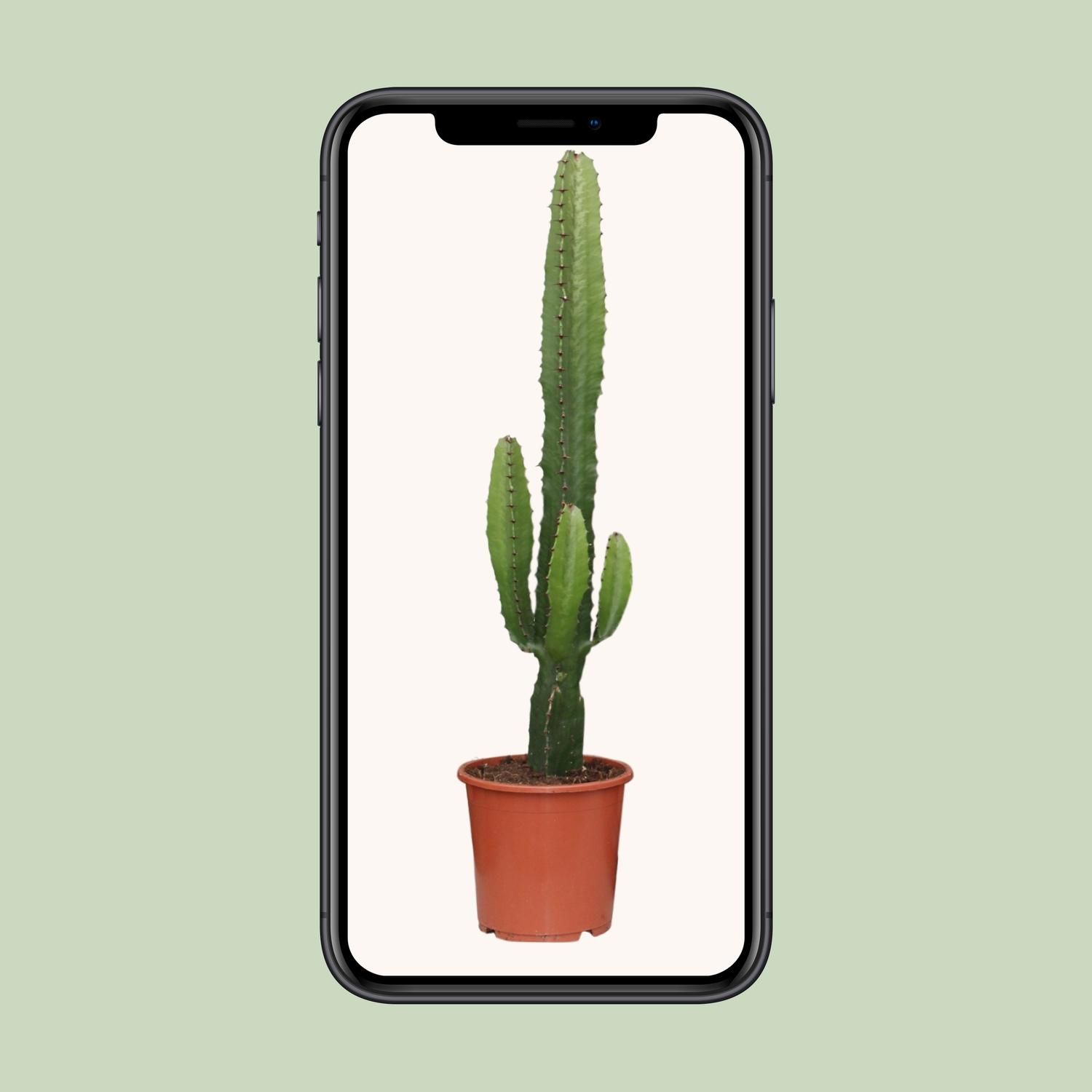 Euphorbia Acrurensis - Charmante Zimmerpflanze