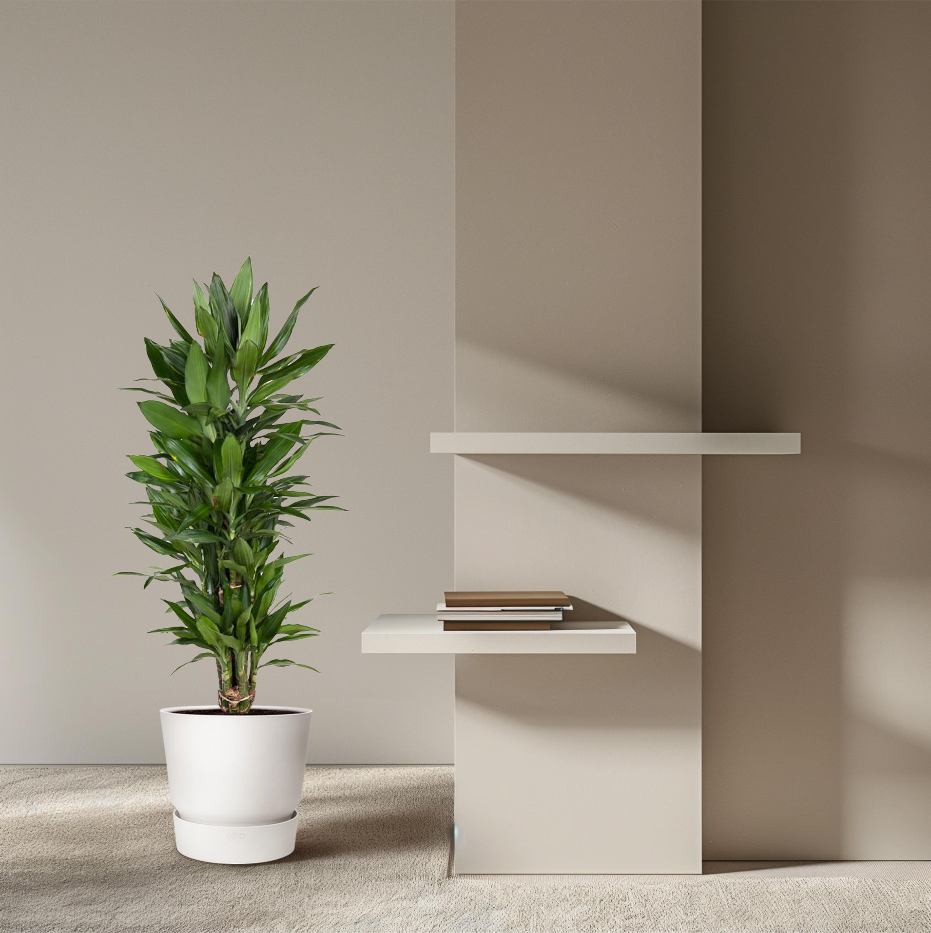 Dracaena Janet Lind elegante Zimmerpflanze