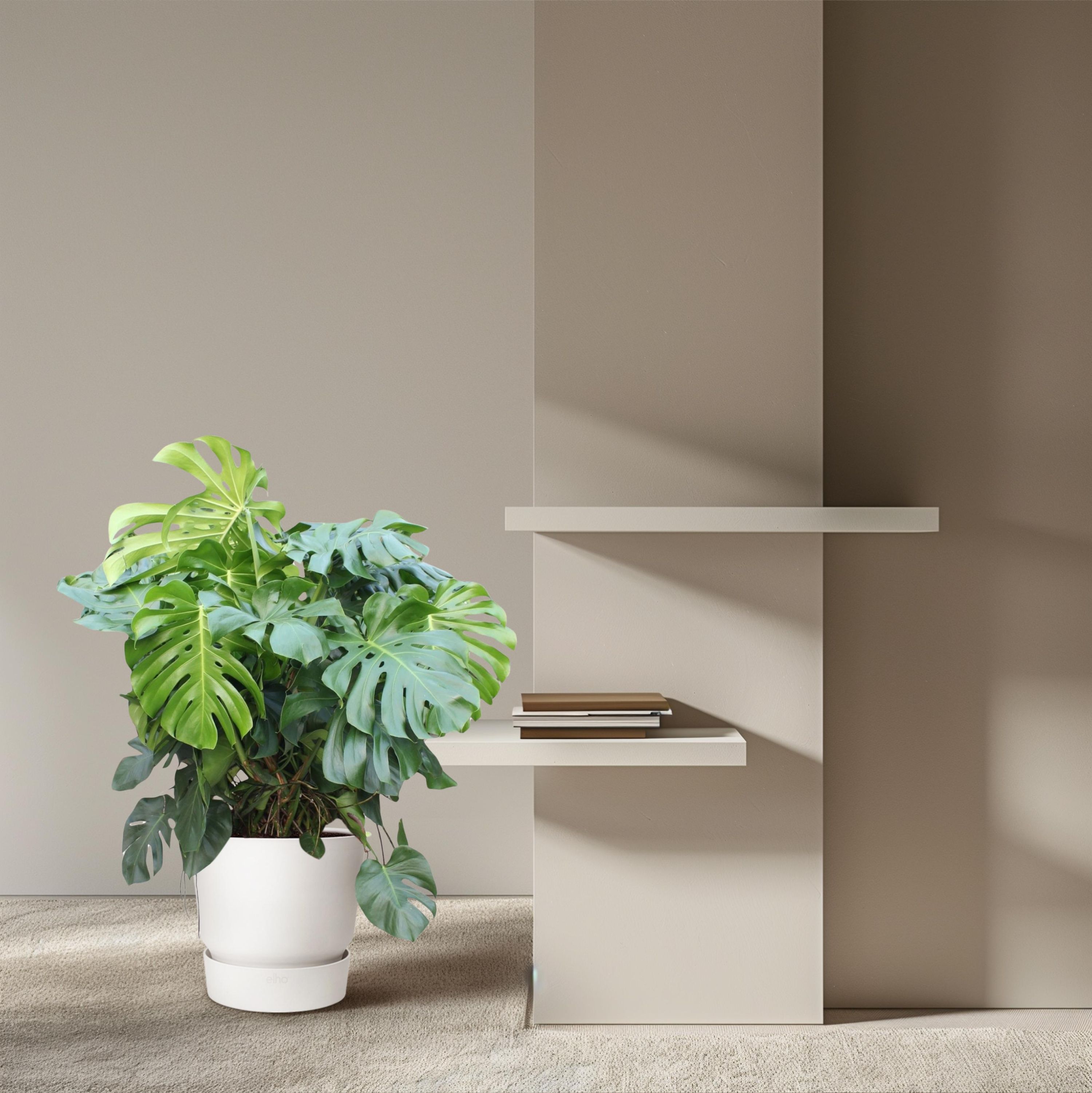Monstera Deliciosa XXL Pflanze