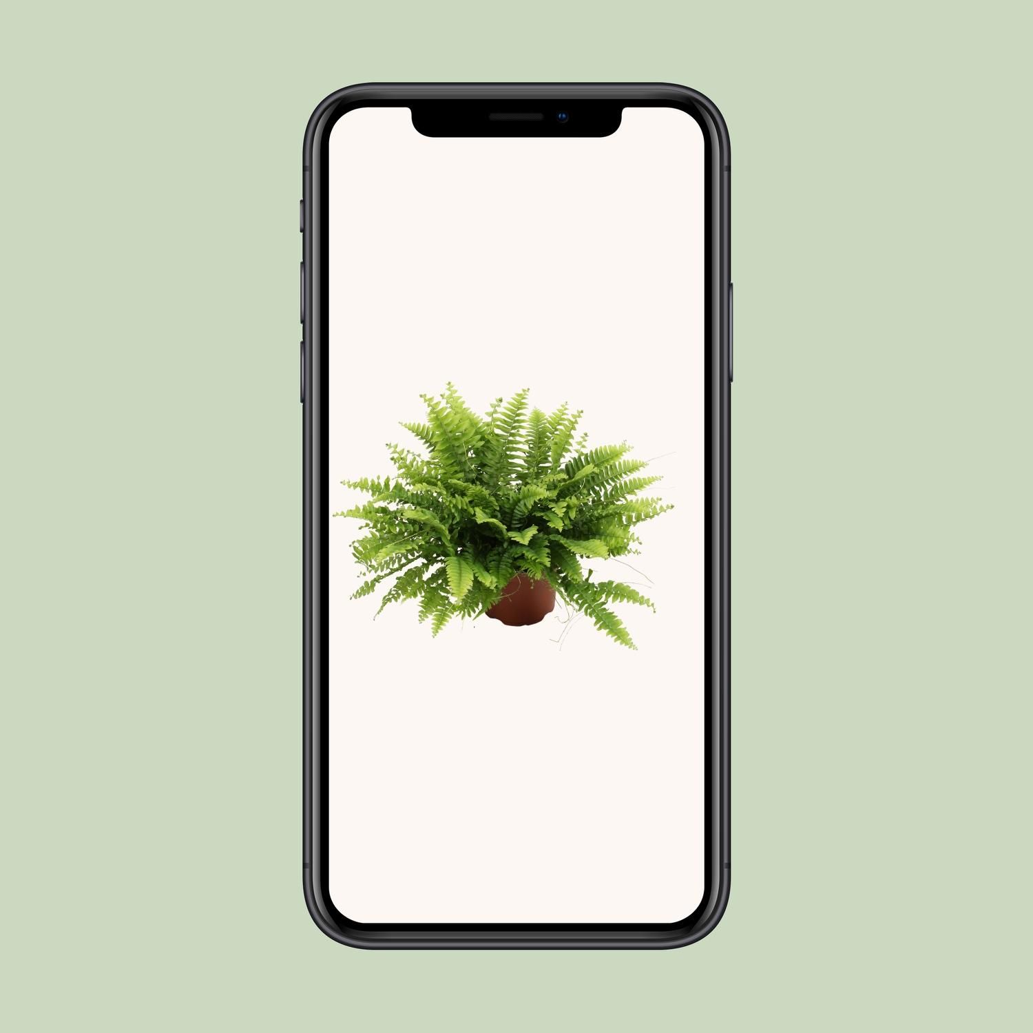 Nephrolepis Boston Green Farn Zimmerpflanze