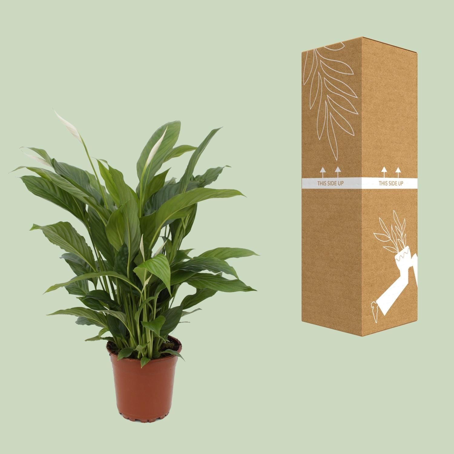 Spathiphyllum Torelli Friedenslilie Zimmerpflanze