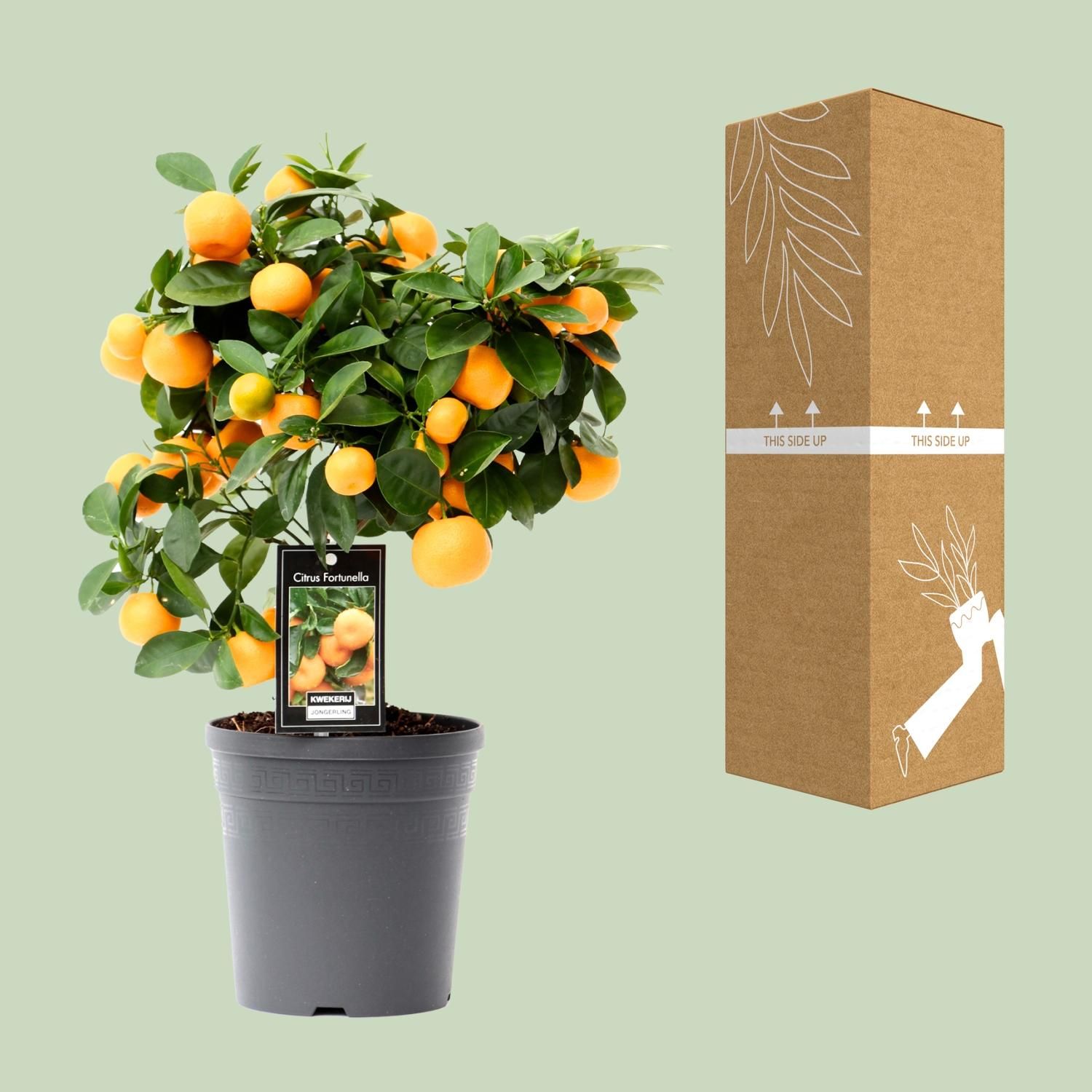 Citrus Calamondin Zimmerpflanze