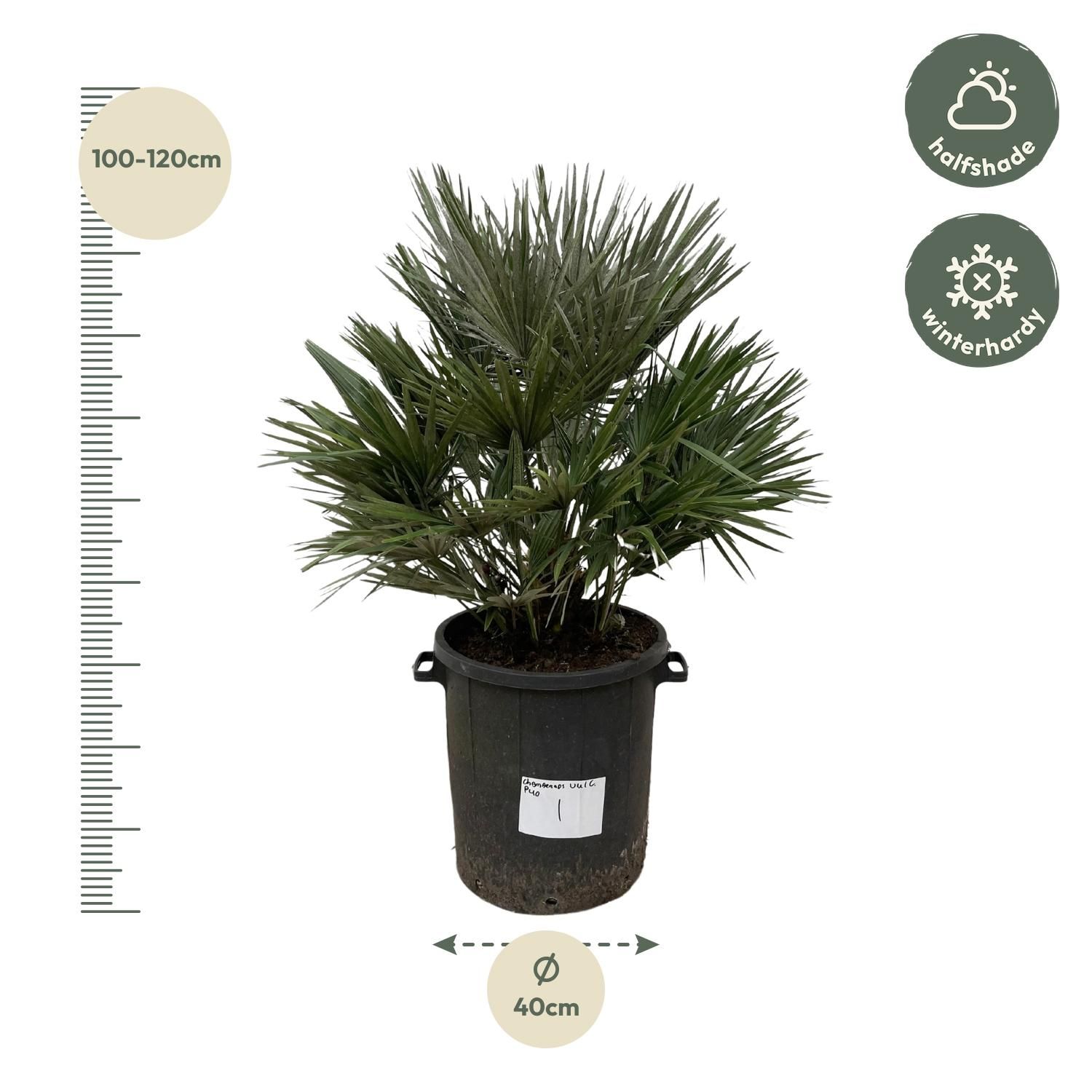 Chamaerops Vulcano Palme