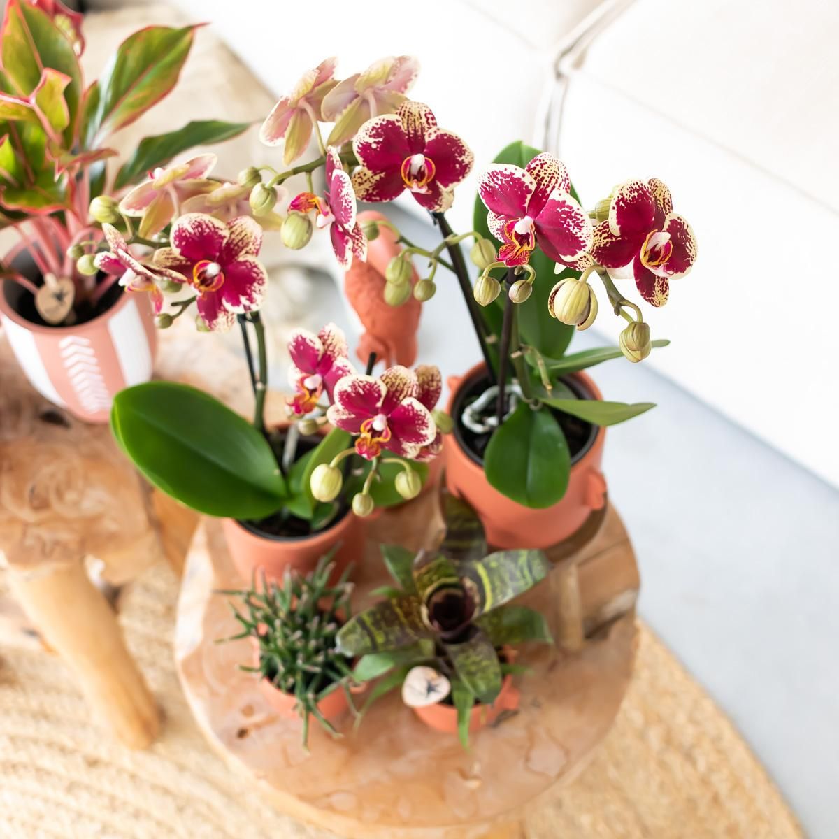 Phalaenopsis Orchidee Gelb-Rot
