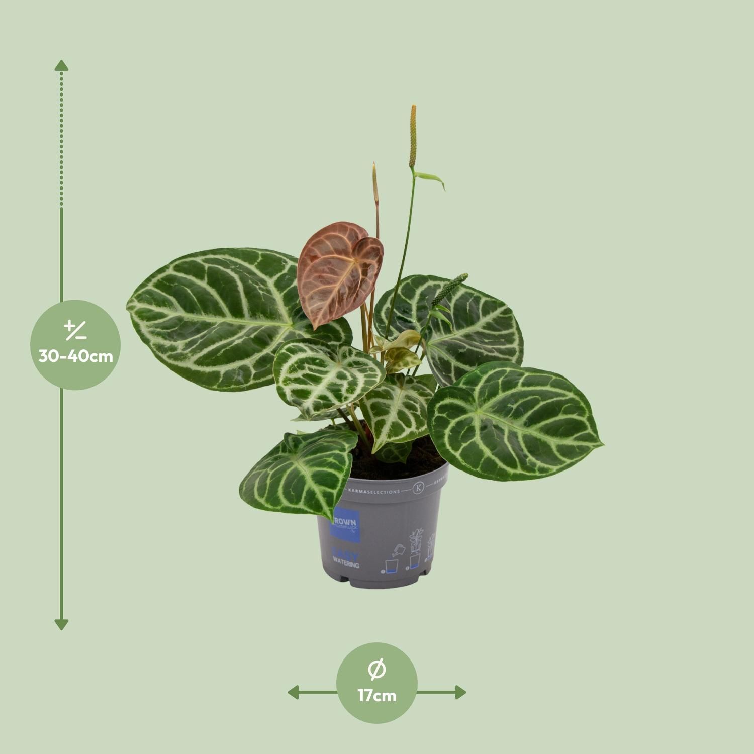 Anthurium Crystal Hybride Pflanze