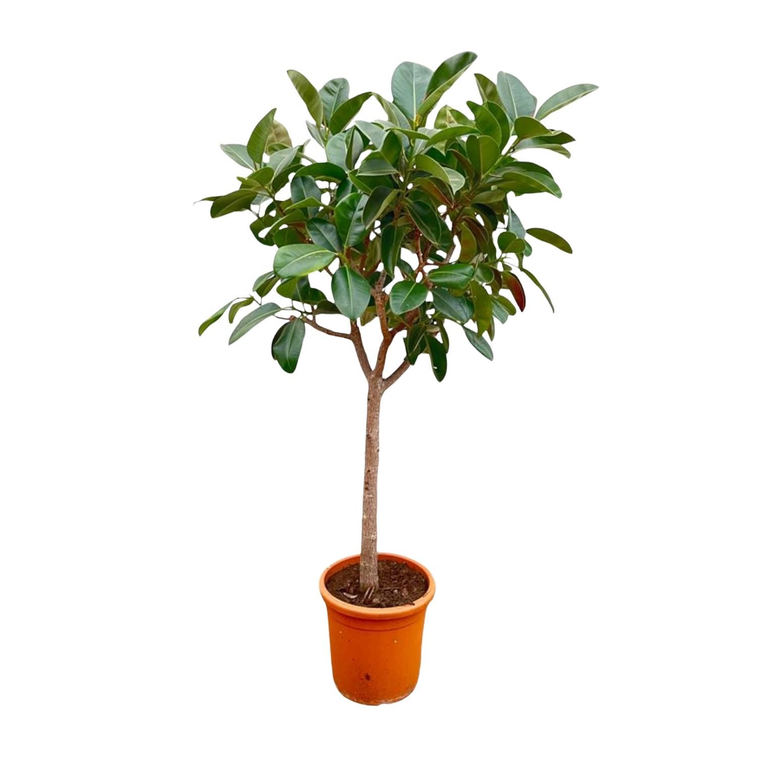 Ficus Elastica Robusta als Zimmerpflanze