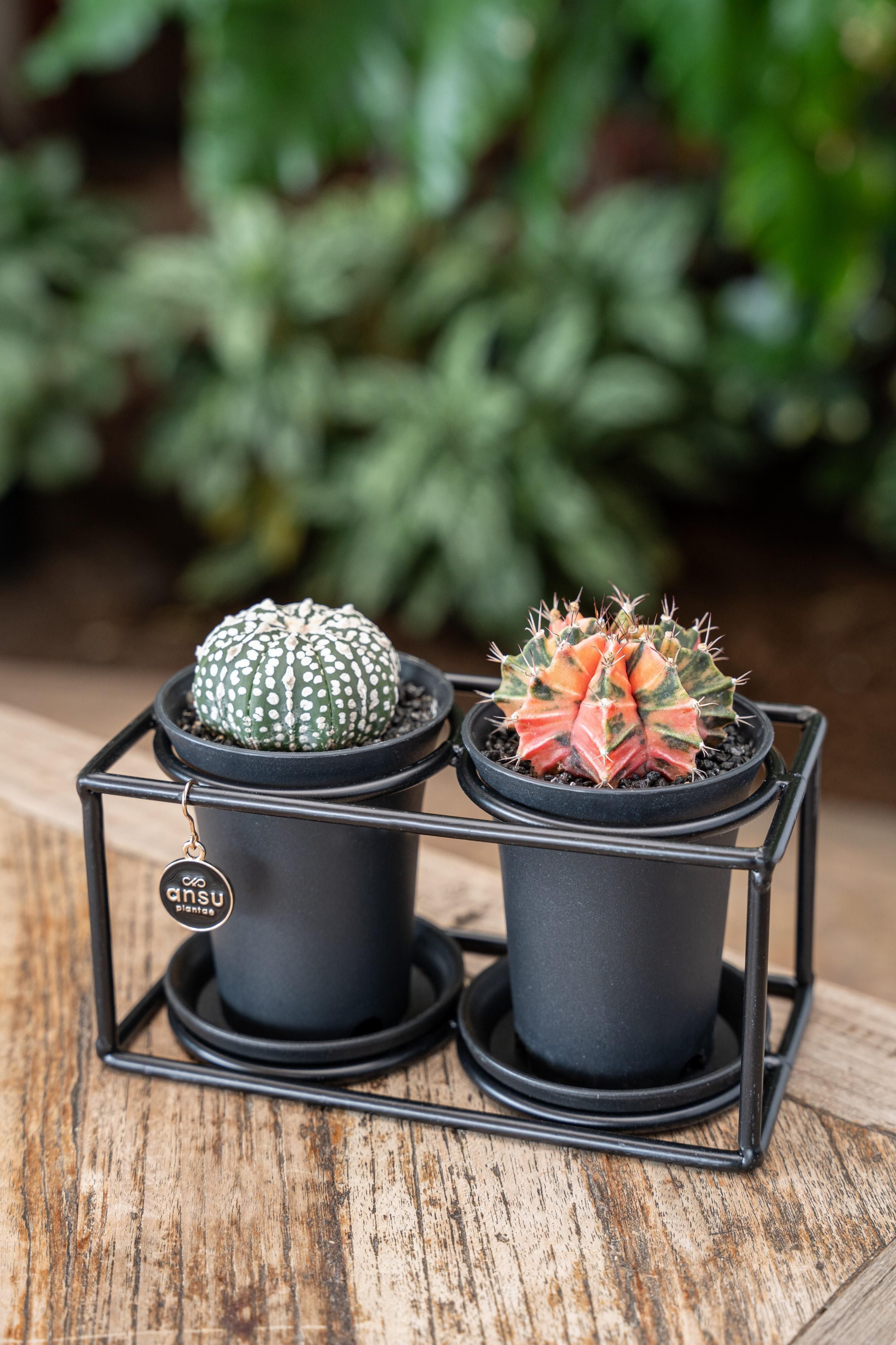 Kaktus Duo im Design Rahmen – Ø17cm – ↕12cm