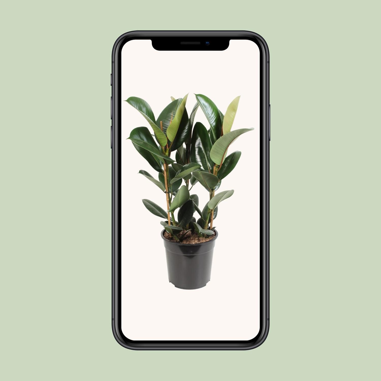 Ficus Elastica Robusta Zimmerpflanze