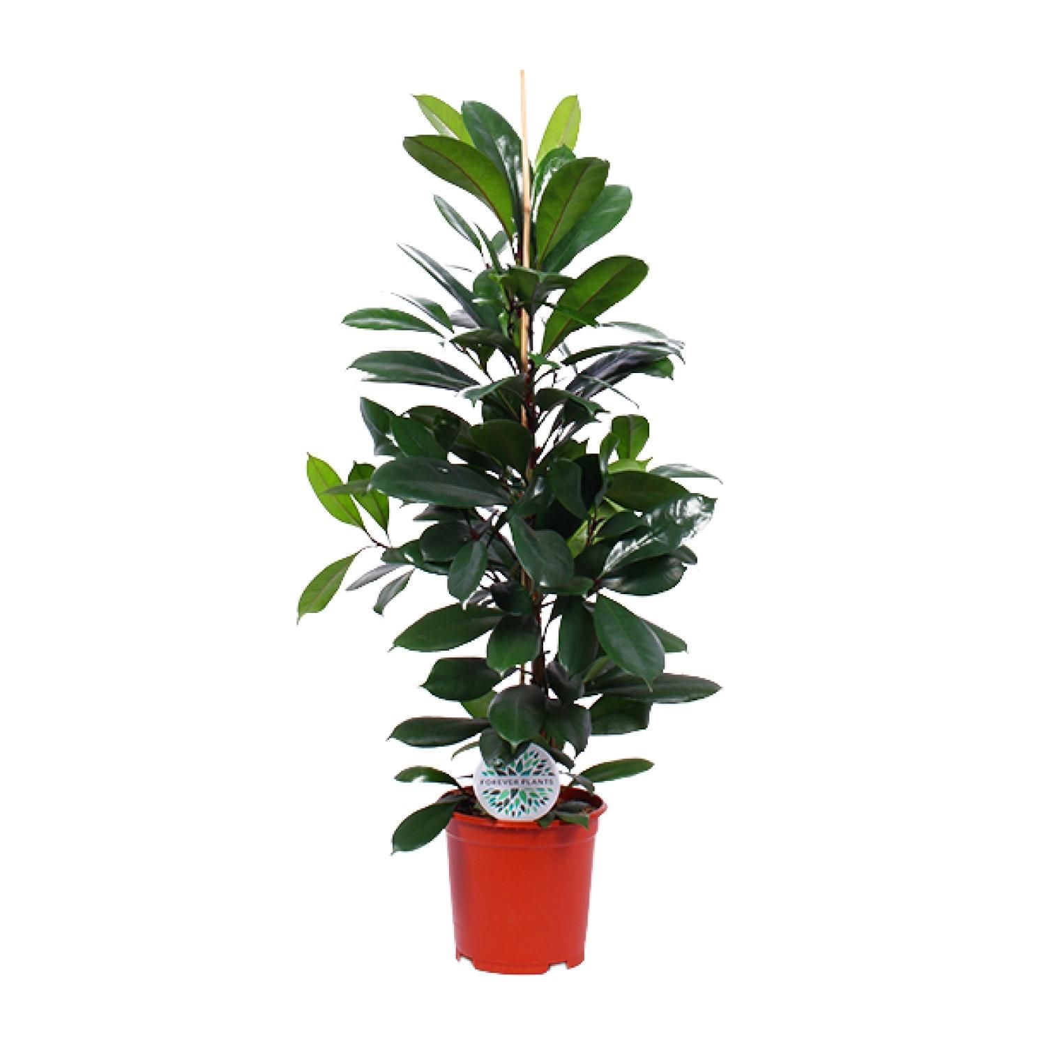 Ficus Cyathistipula eleganter Zimmerbaum