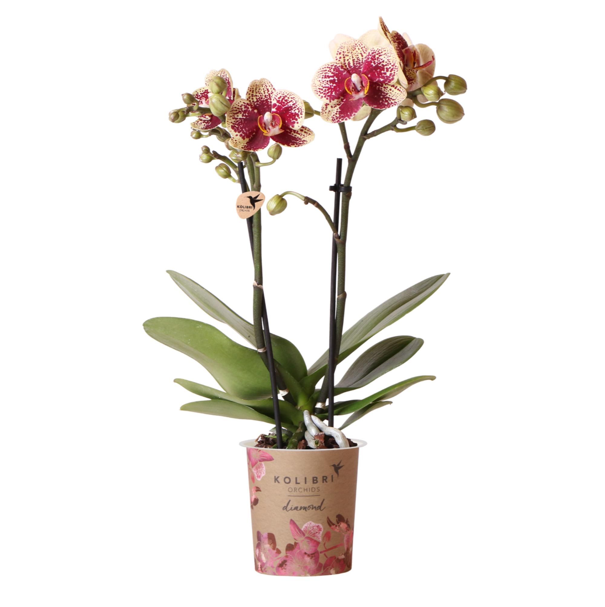 Phalaenopsis Orchidee Gelb-Rot