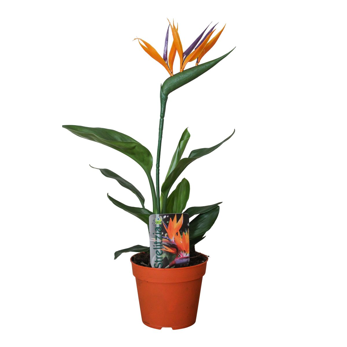 Strelitzia Reginae Paradiesvogelpflanze im 13cm Topf