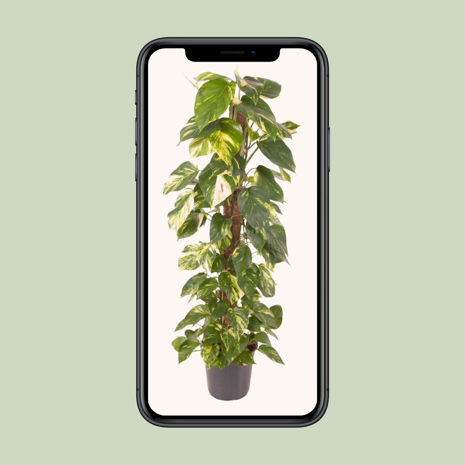 Epipremnum Pinnatum Goldener Efeu Zimmerpflanze
