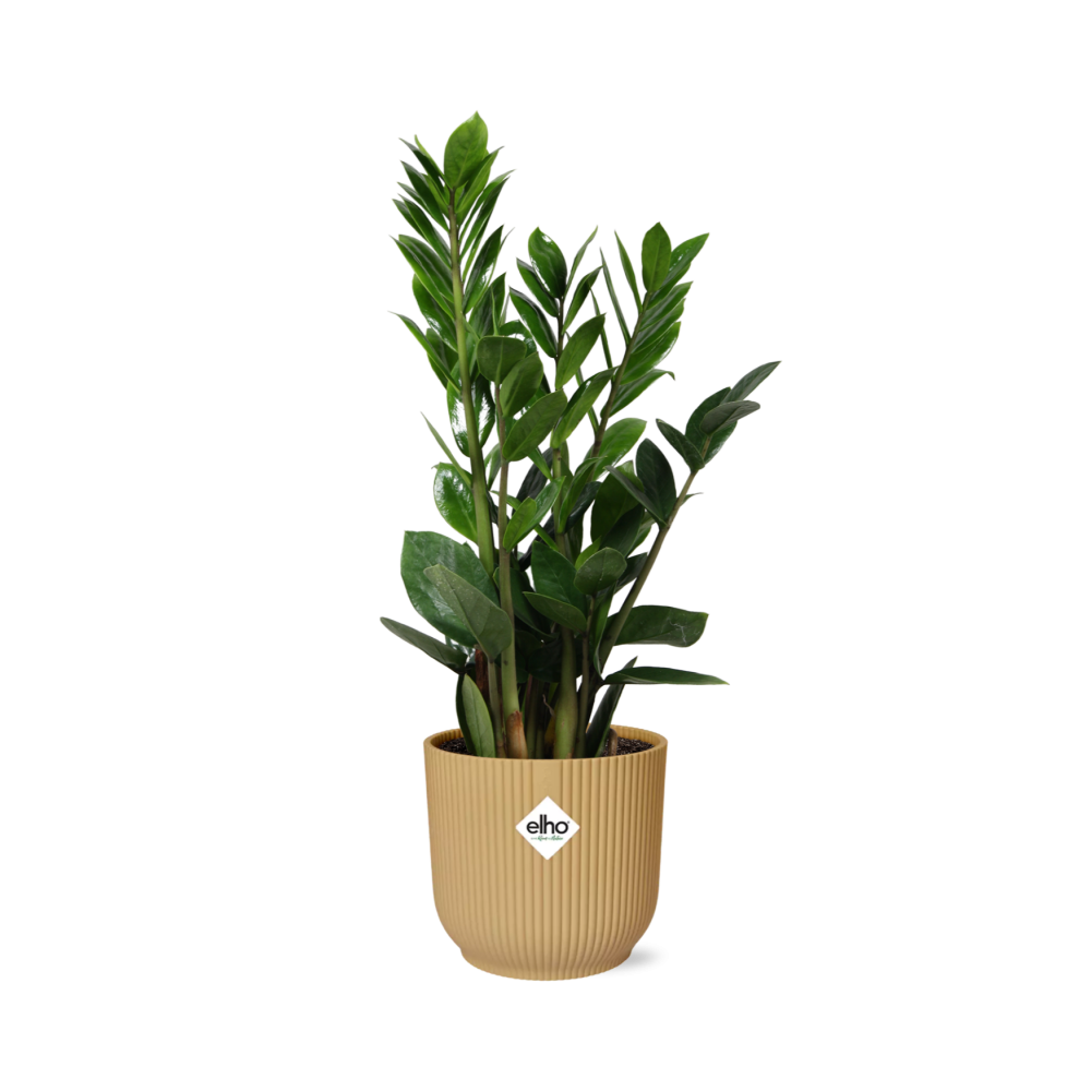 Zamioculcas Zimmerpflanze in gelbem ELHO Vibes Fold Topf