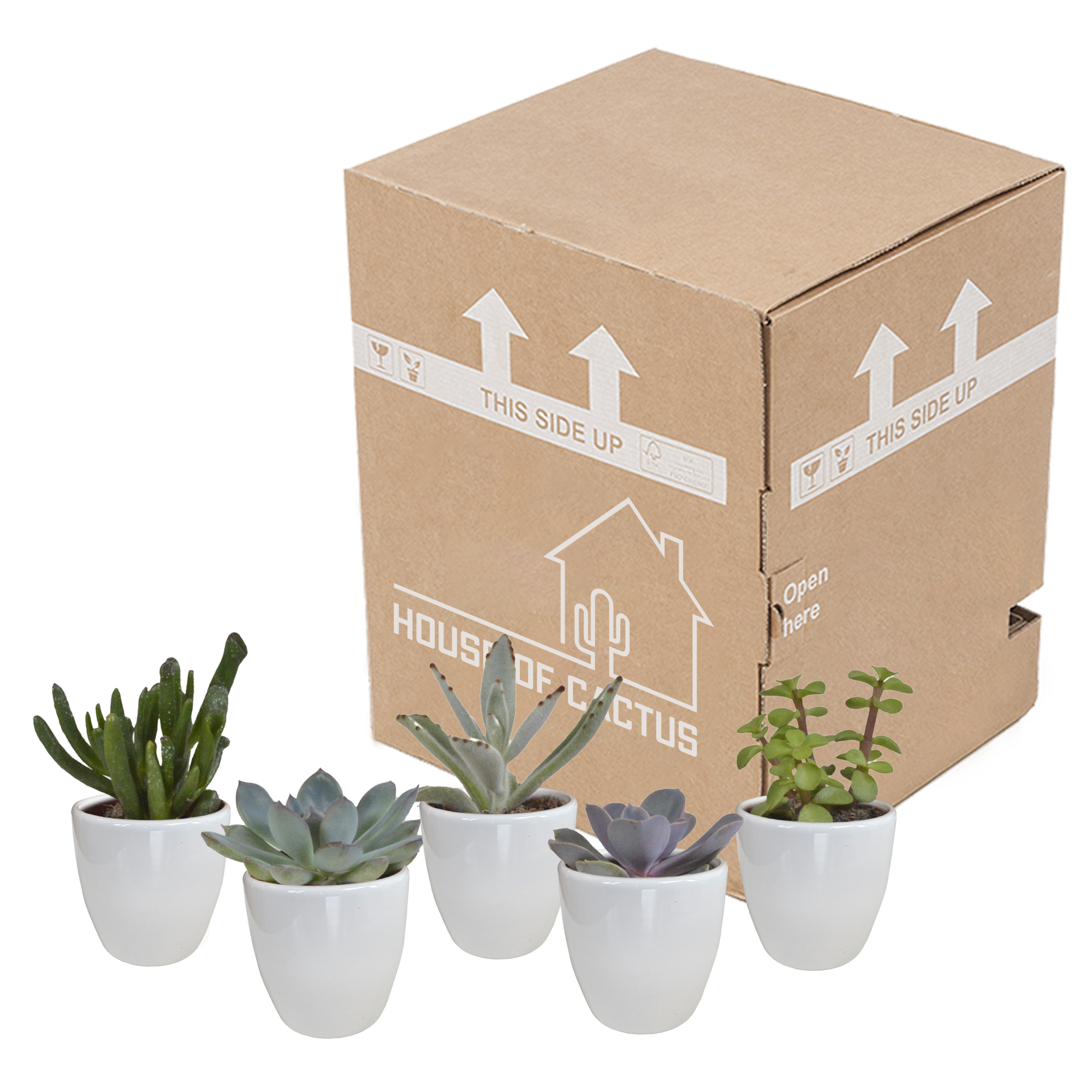 Sukkulenten Mix 5.5 cm â€“ 5er Set â€“ im weißen Topf
