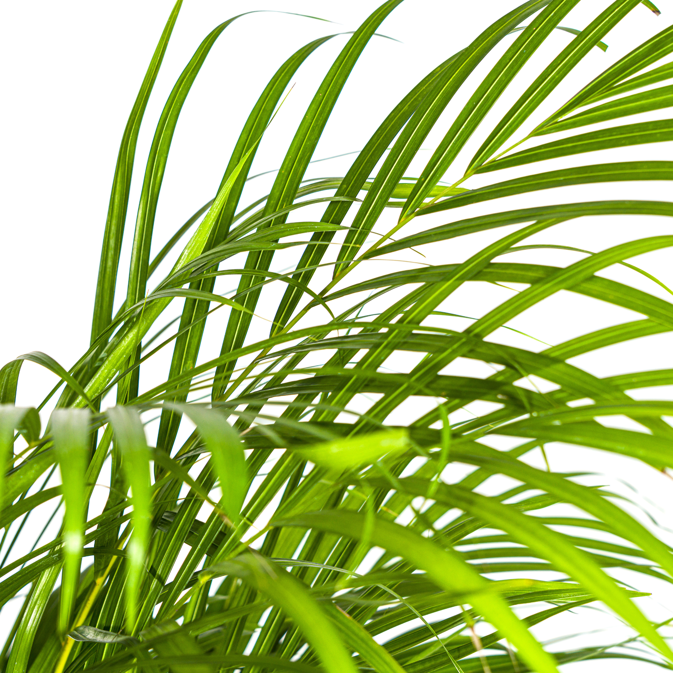 Dypsis Areca Lutescens Ø24cm – 120-140cm Hoch – Goldfruchtpalme