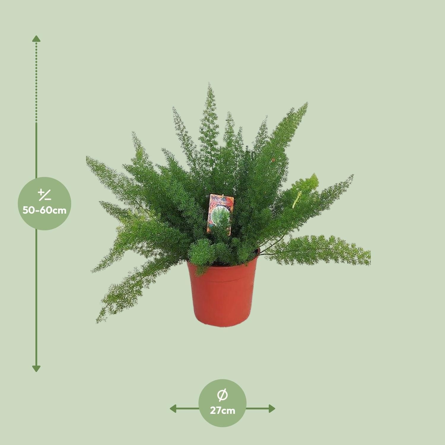 Spargelfarn Asparagus Meyers für Indoor