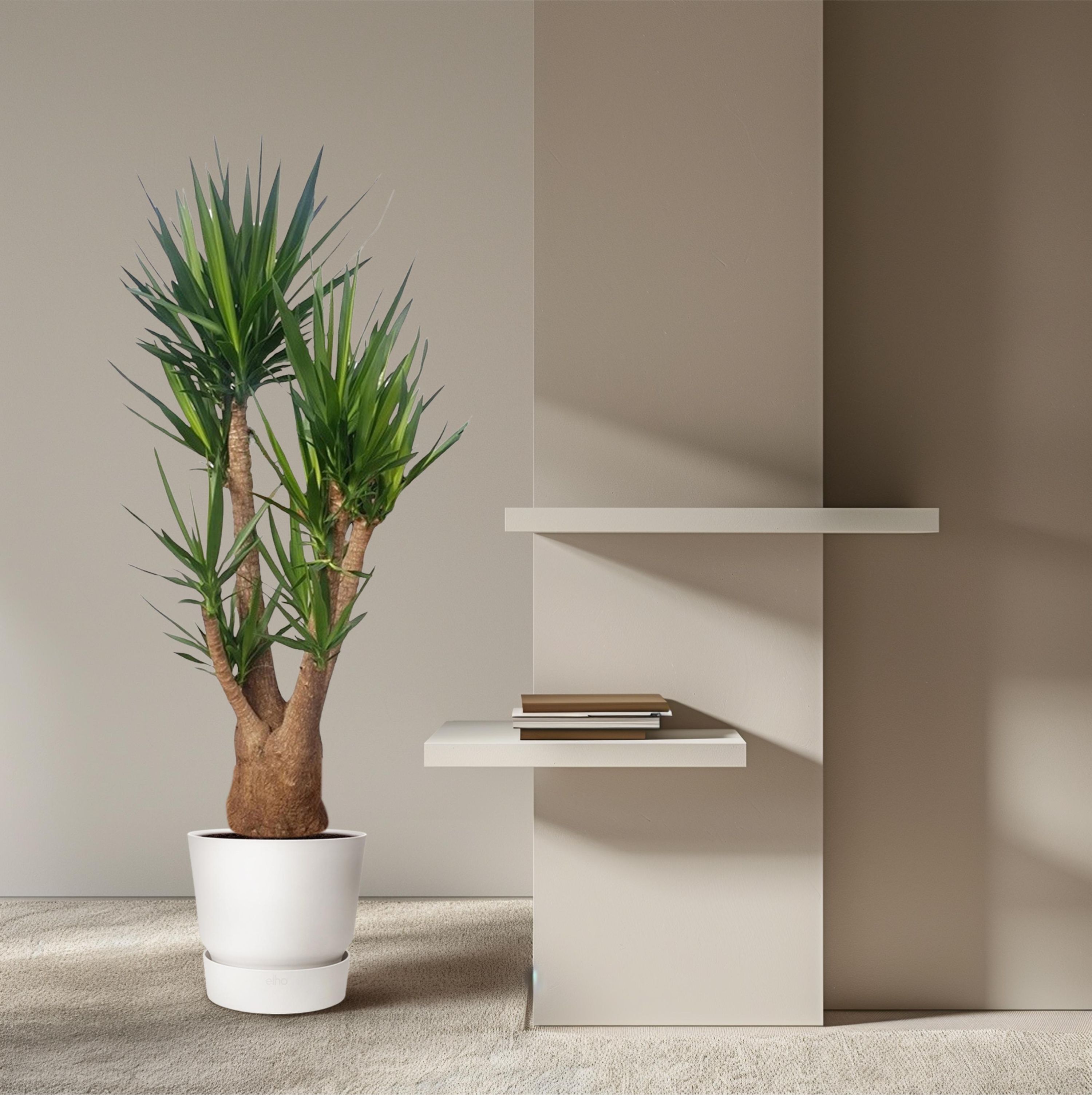 Yucca Elephantipes verzweigt Zimmerpflanze