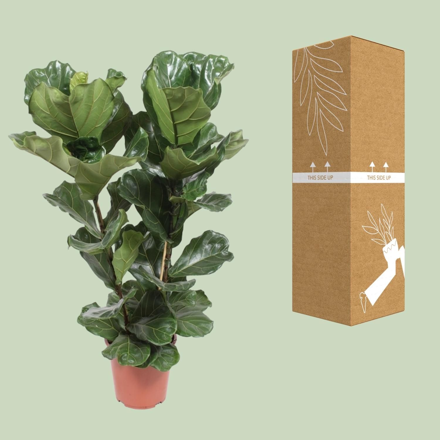 Ficus lyrata Zimmerpflanze mit eleganten geigenförmigen Blättern