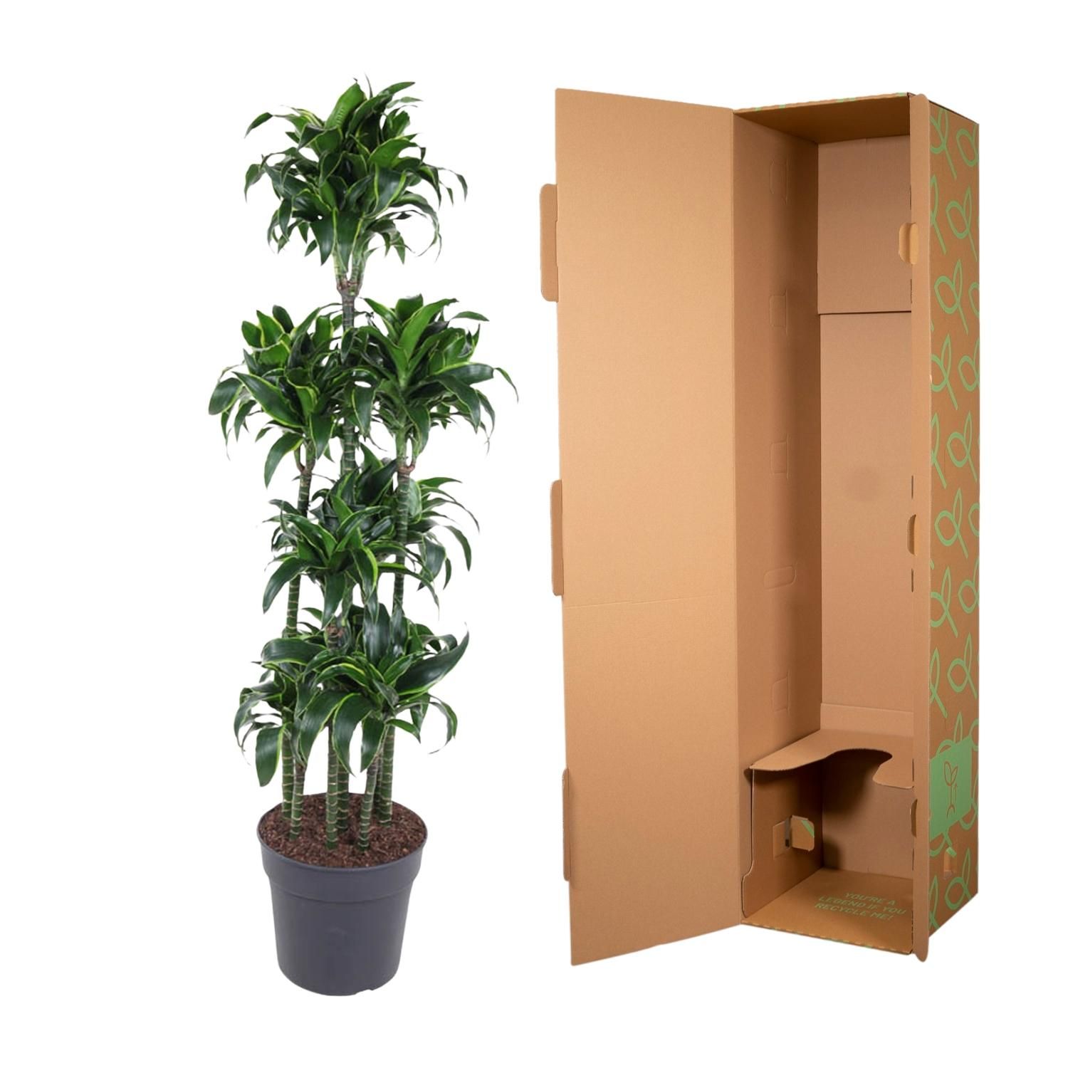 Dracaena Dorado Carrousel – elegante Zimmerpflanze