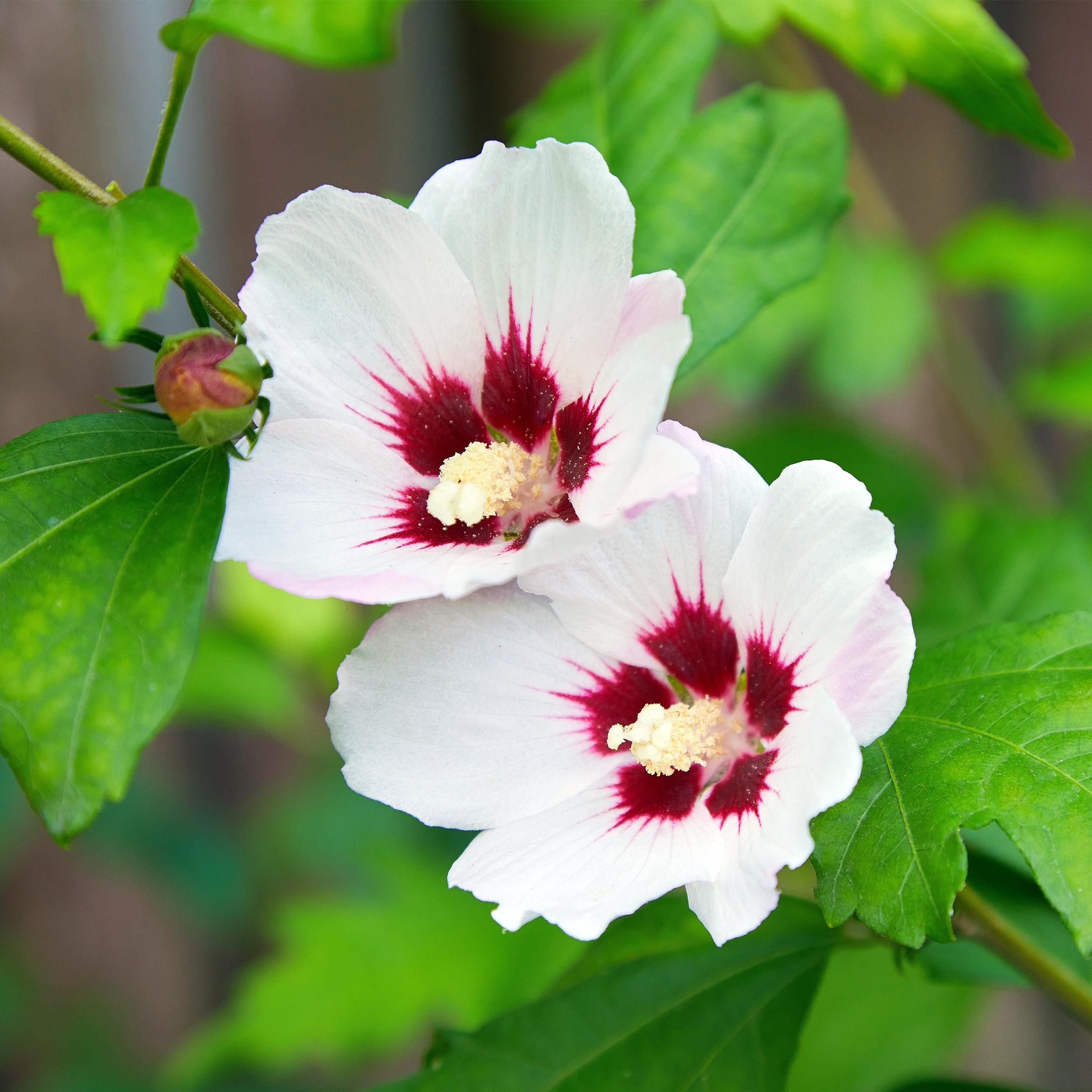 Hibiscus syriacus Hamabo Strauch | Hellrosa Blüten | Pflegeleicht | 1 Pflanze