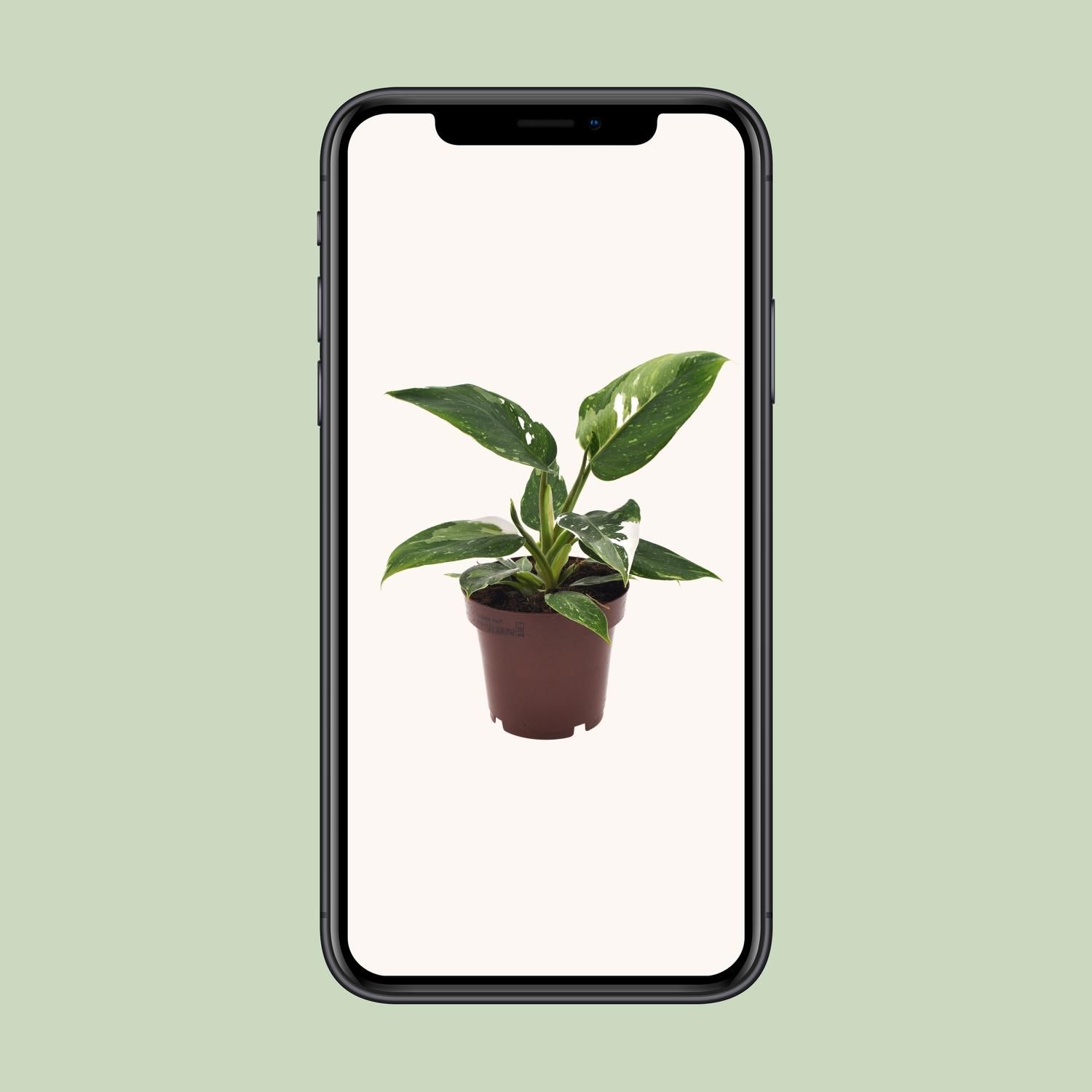 Philodendron White Princess Zimmerpflanze
