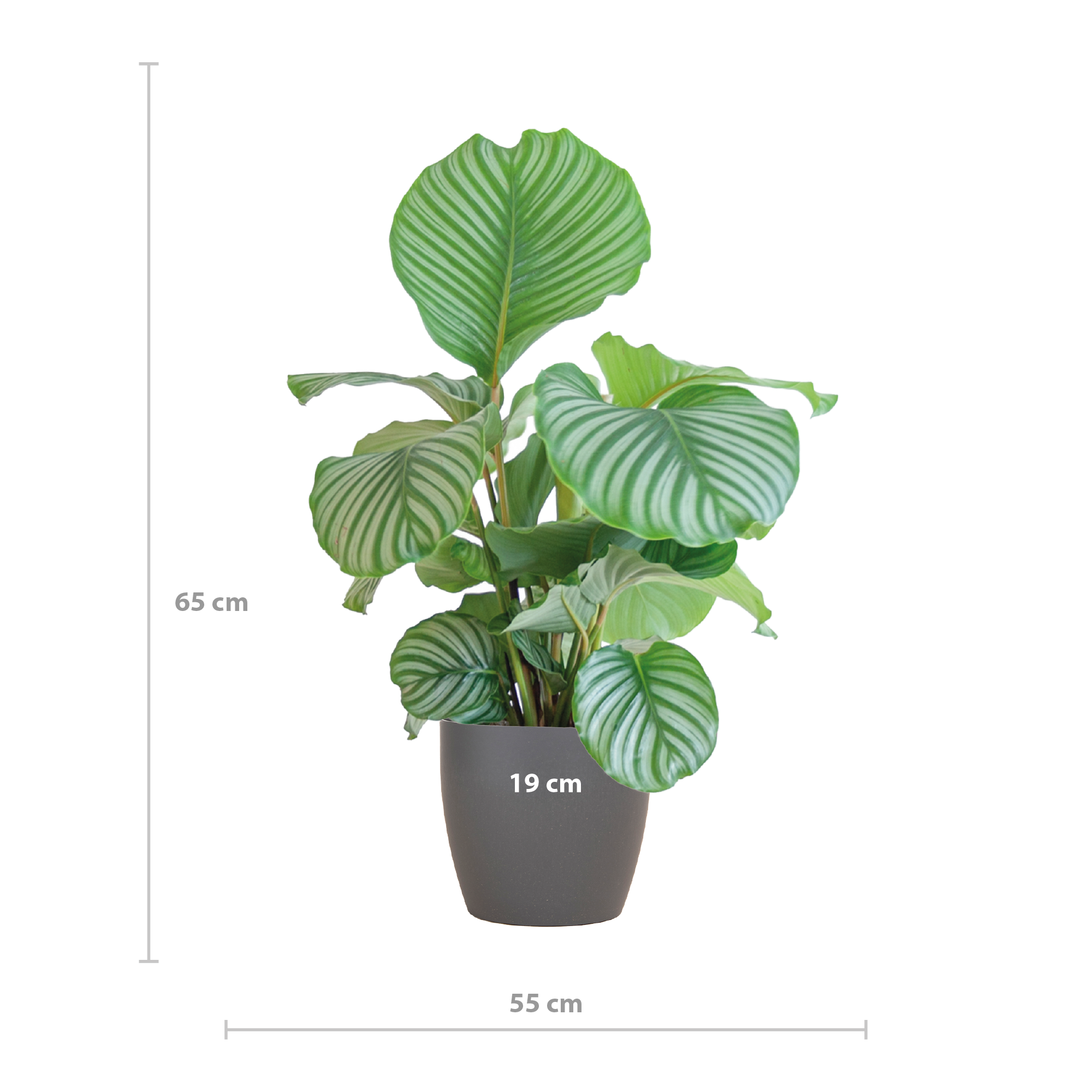 Calathea Orbifolia | 65cm | Ø21