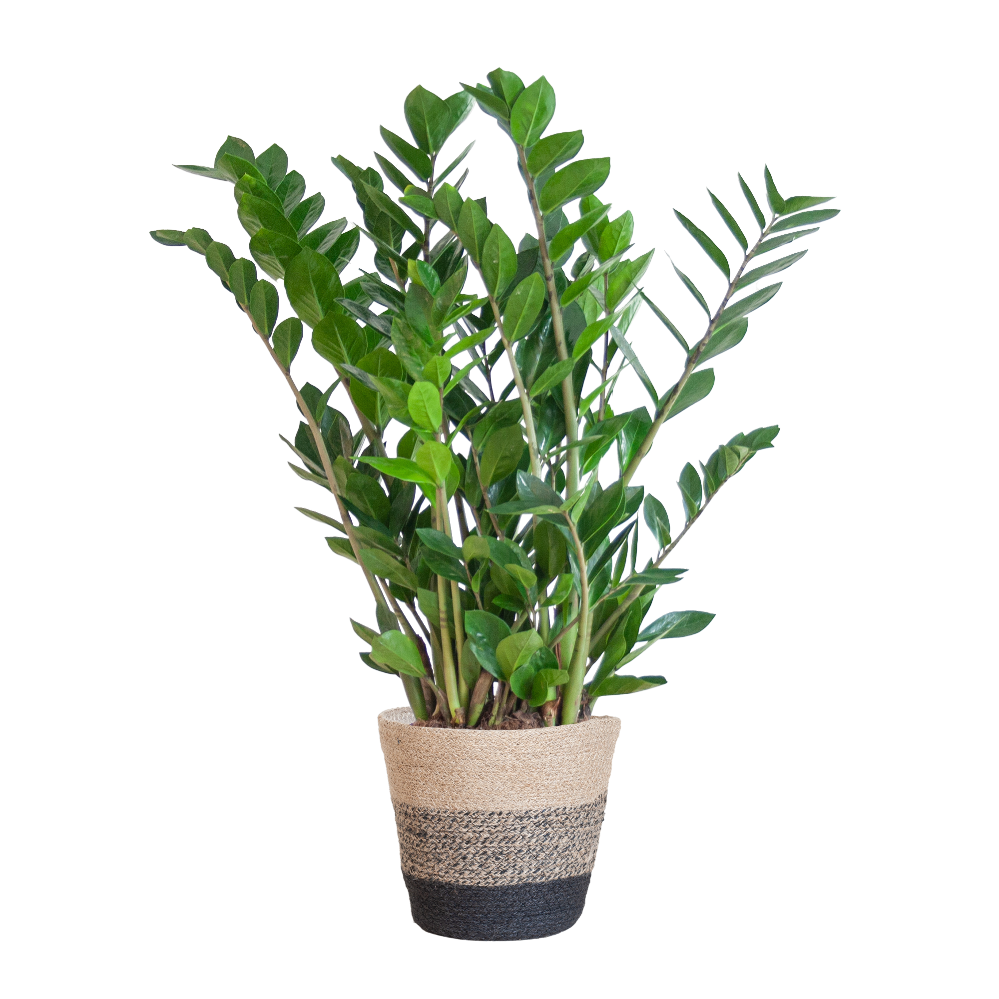 Zamioculcas Zamiifolia mit Korb – 80cm hoch – Ø21cm