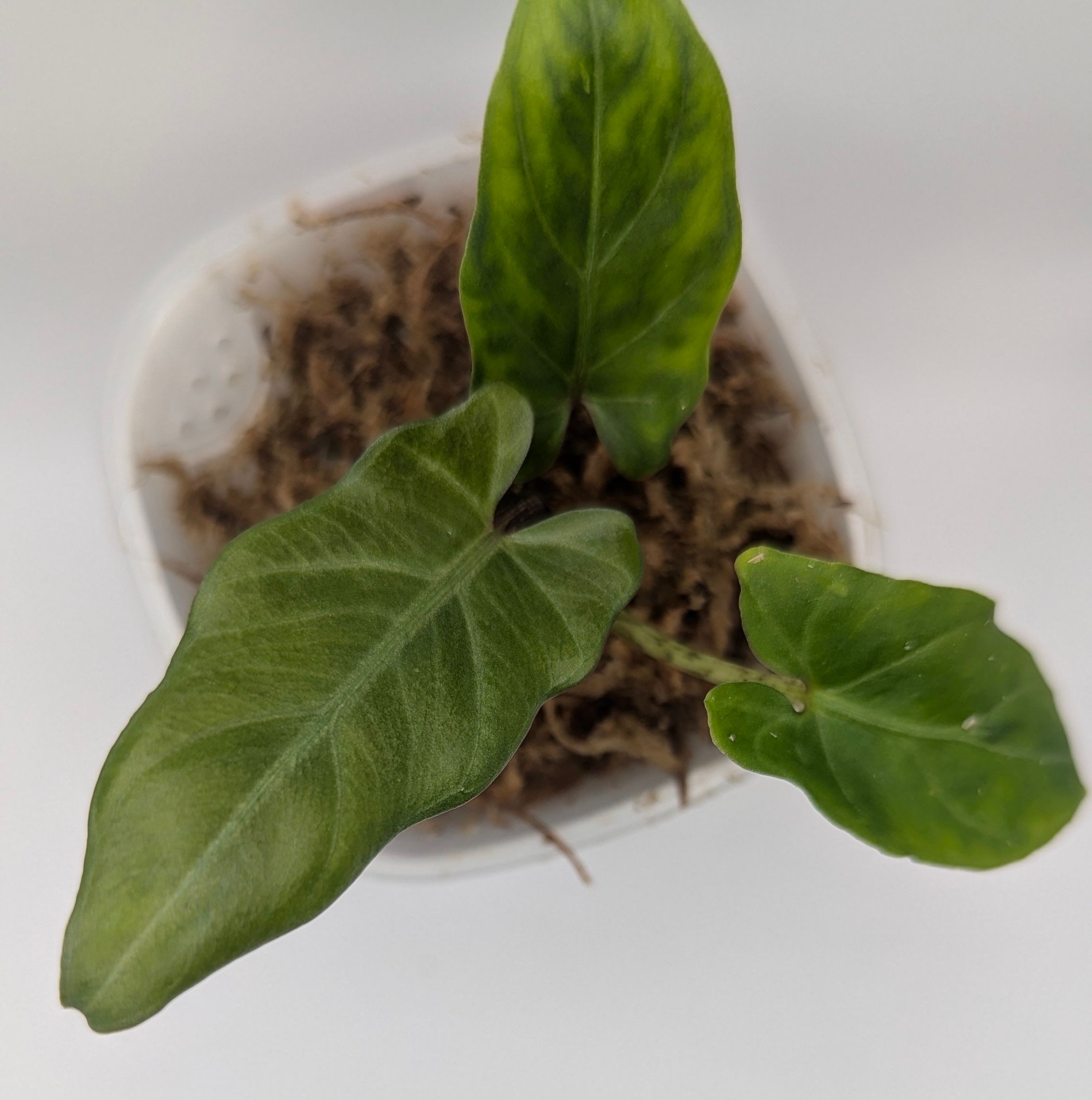 Alocasia lauterbachiana