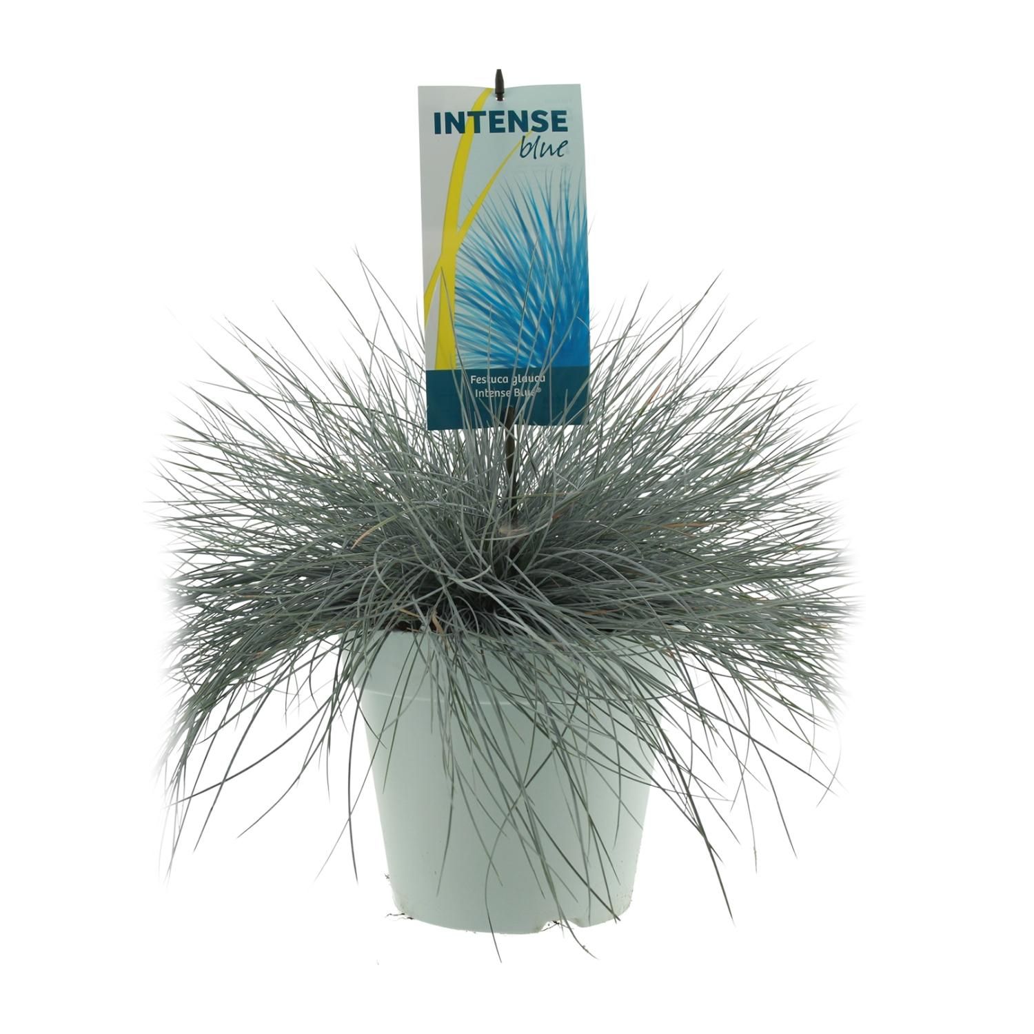 Festuca Glauca Blauschwingel Ziergras