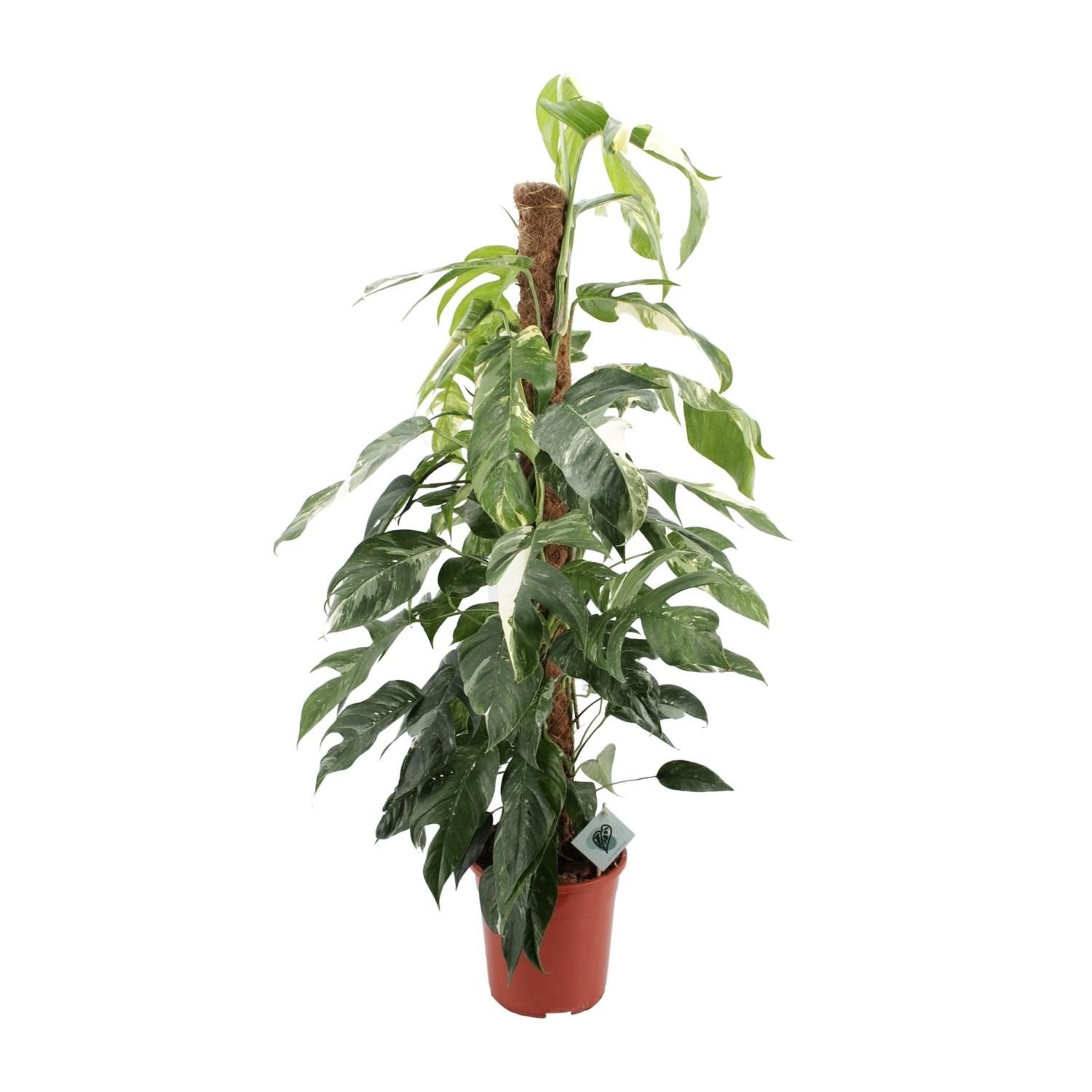 Epipremnum Pinnatum Albo Variegata Zimmerpflanze