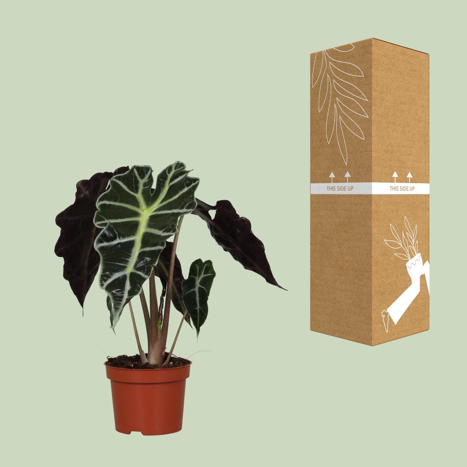 Alocasia Amazonica Polly Zimmerpflanze