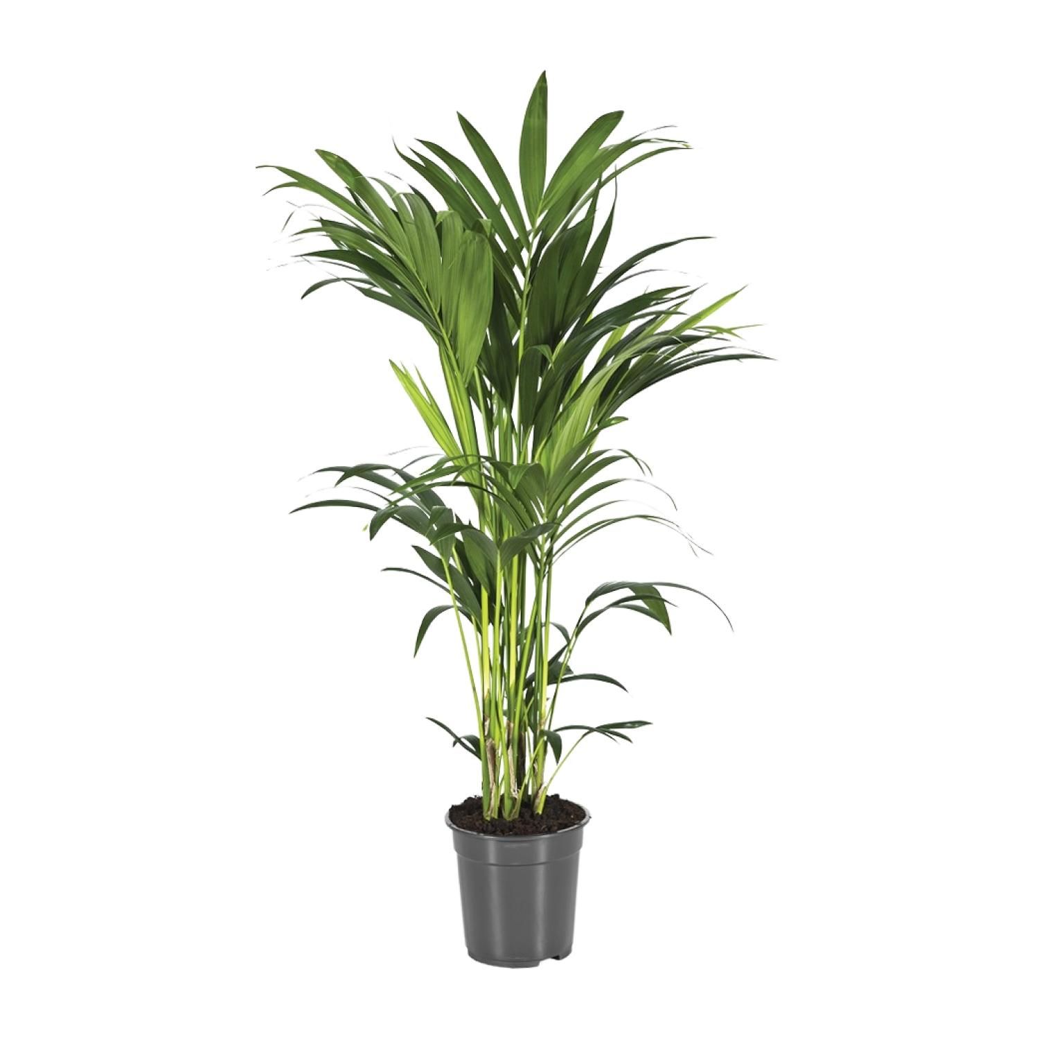 Kentia-Palme Howea Forsteriana Zimmerpflanze