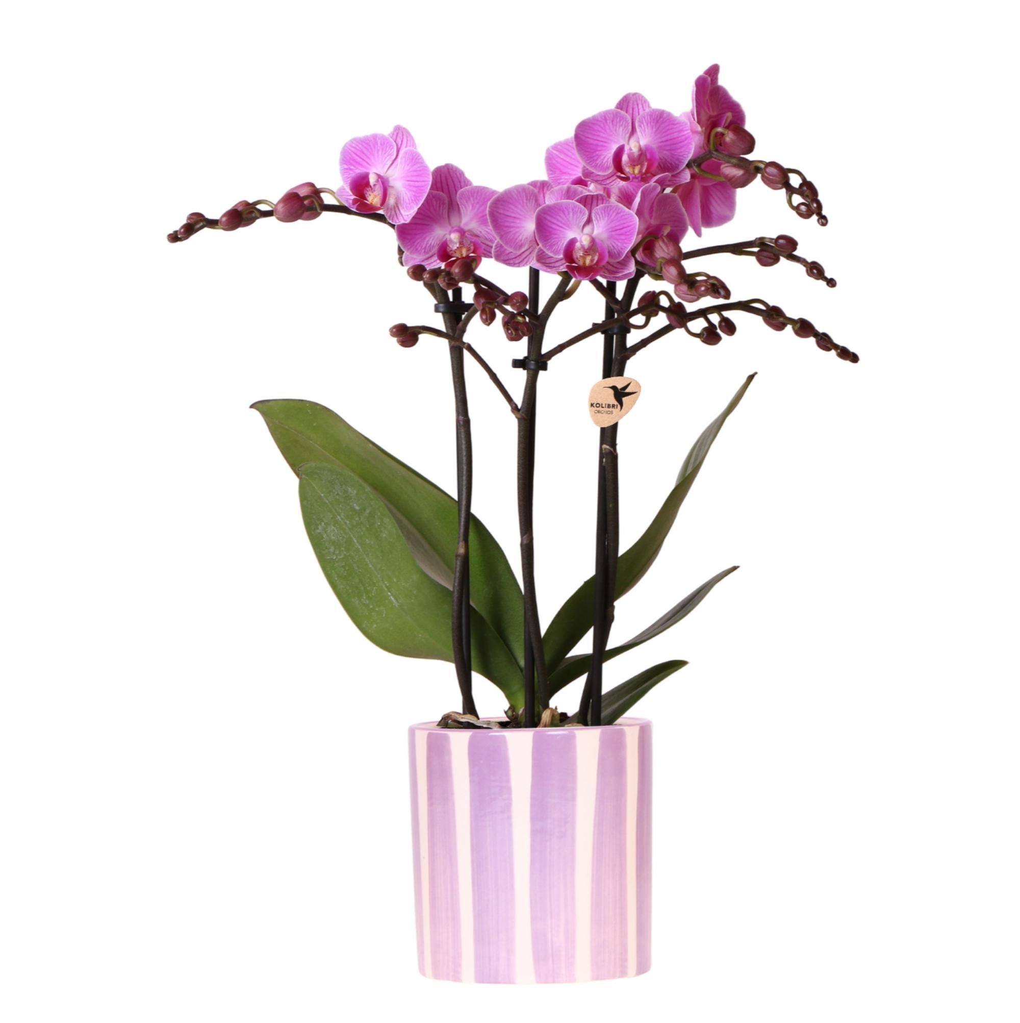 Phalaenopsis Orchidee Vienna Lila – Blühende Zimmerpflanze – Topf Lila Ø9cm