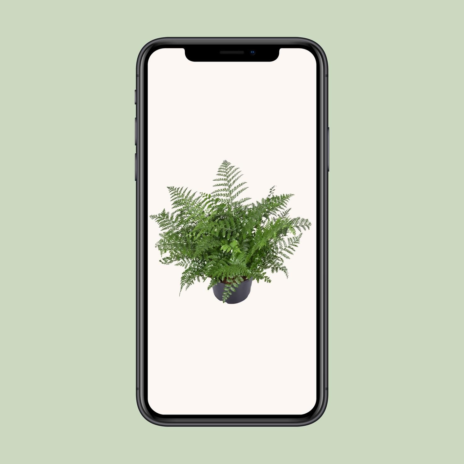 Asplenium Parvati - Eleganter Zimmerfarn
