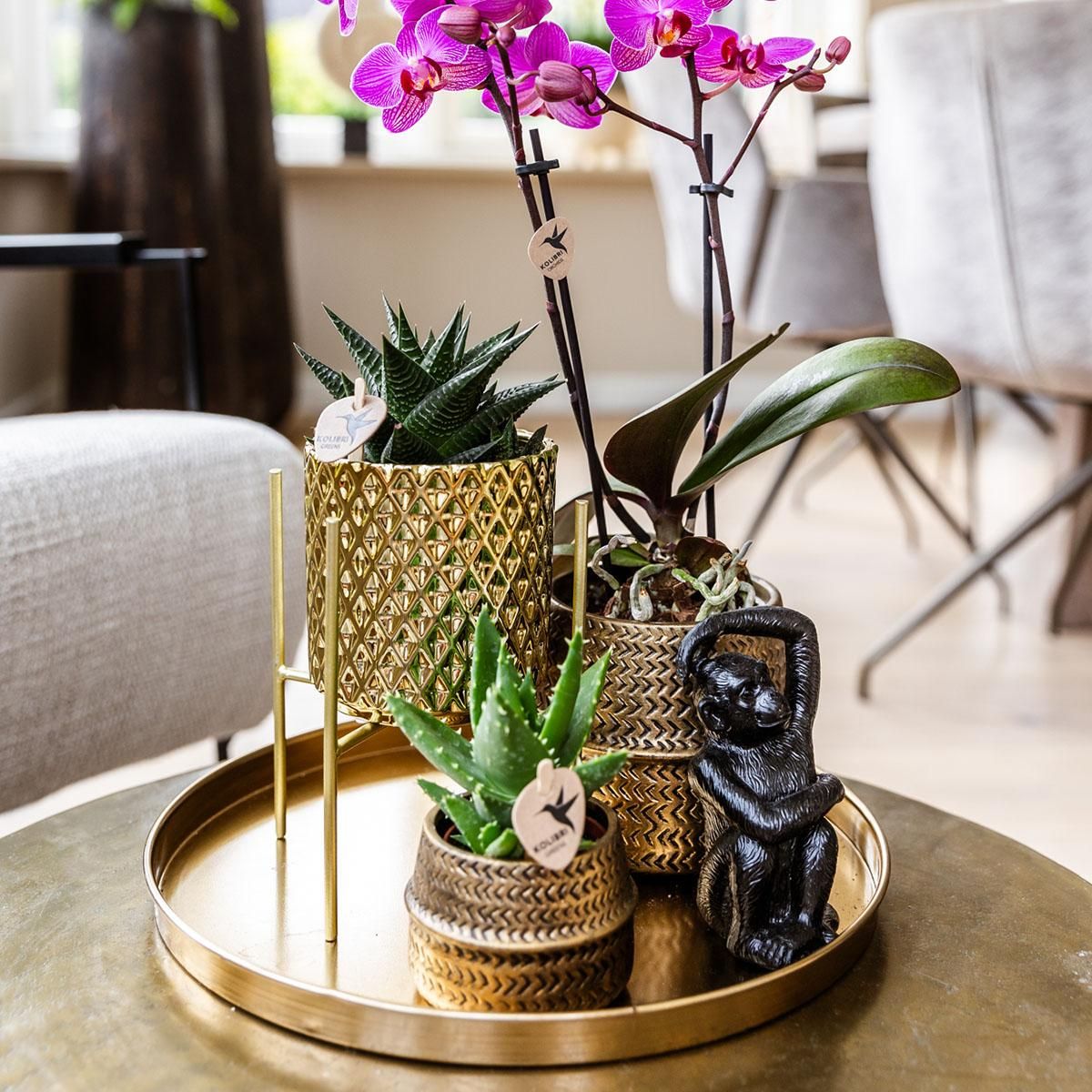 Phalaenopsis Orchidee Set Hotel Chic mit Sukkulenten