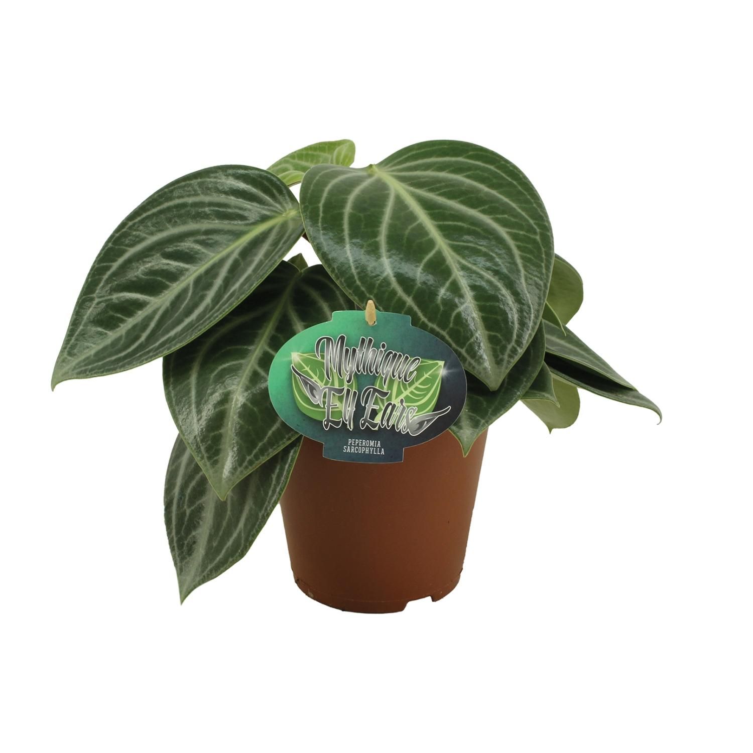 Peperomia Sarcophylla Zimmerpflanze