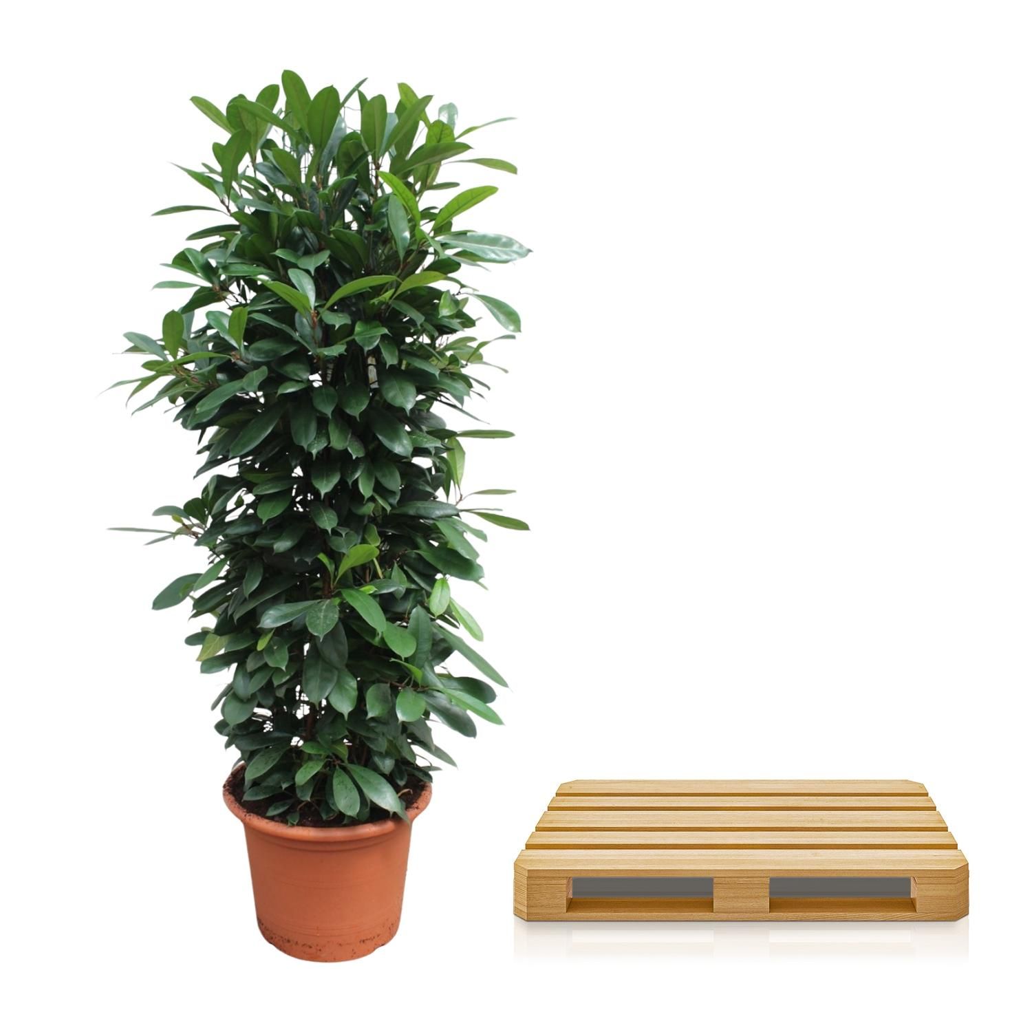 Ficus Cyathistipula Zimmerpflanze