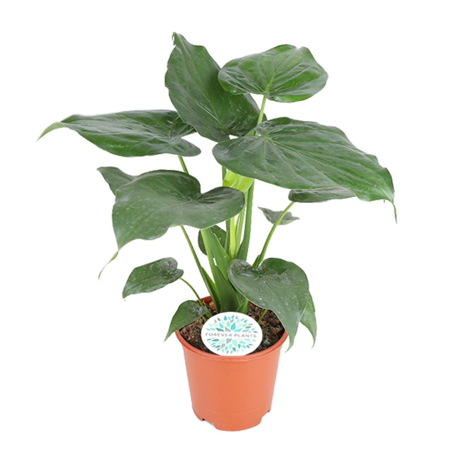 Alocasia Cucullata Zimmerpflanze