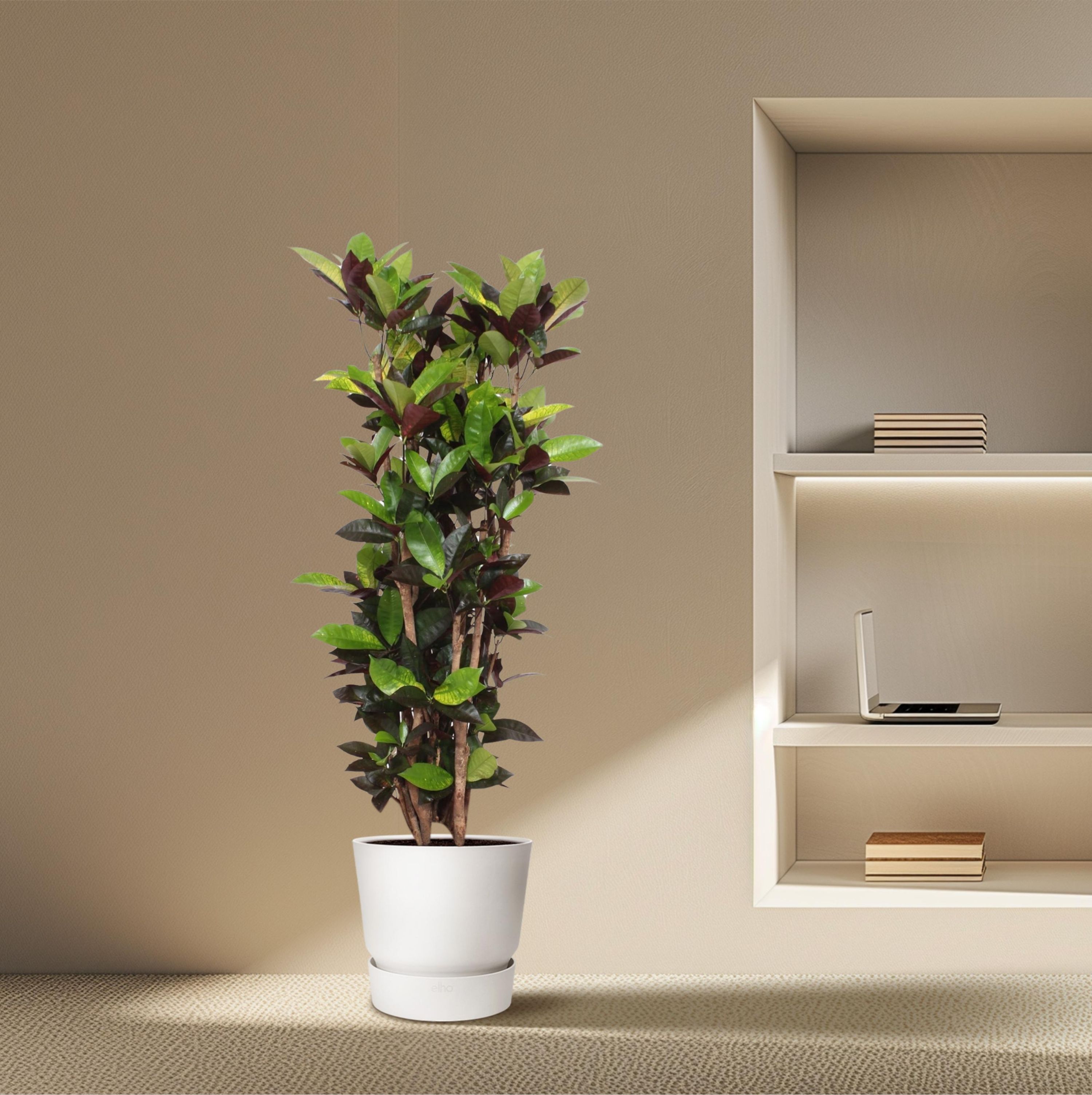 Codiaeum Iceton - Farbintensive Zimmerpflanze