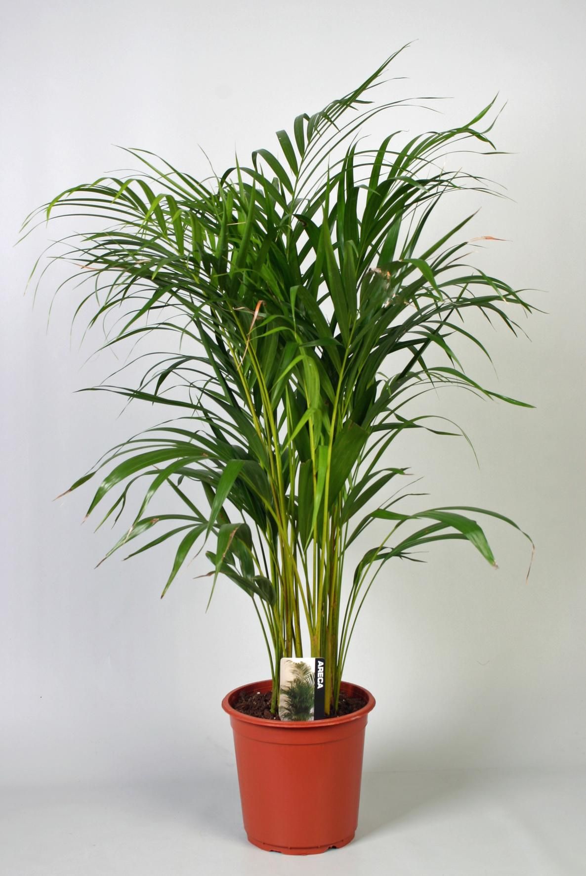 Dypsis Lutescens Areca - Zimmerpalme im Topf