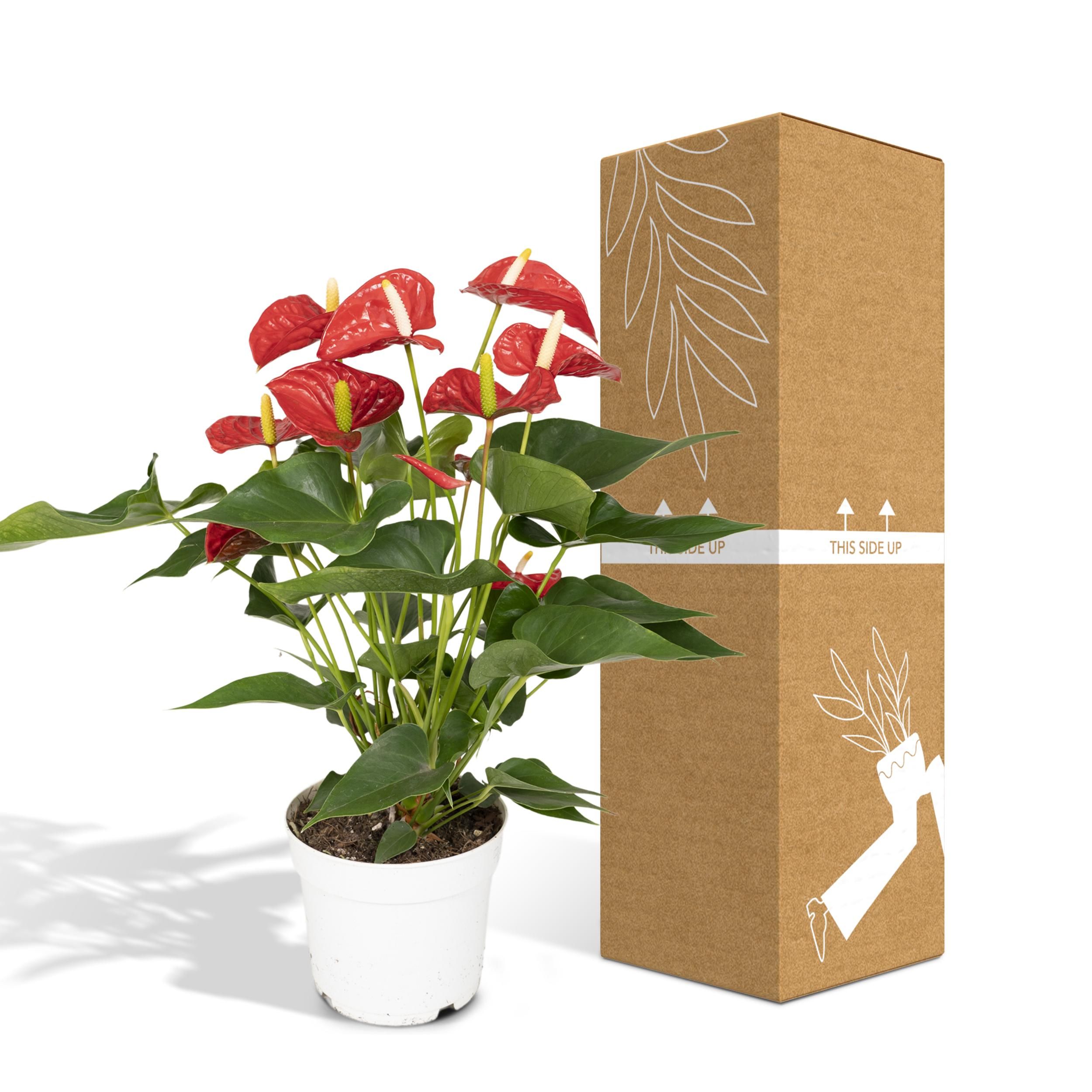 Anthurium Rote Zimmerpflanze mit prächtigen Blüten