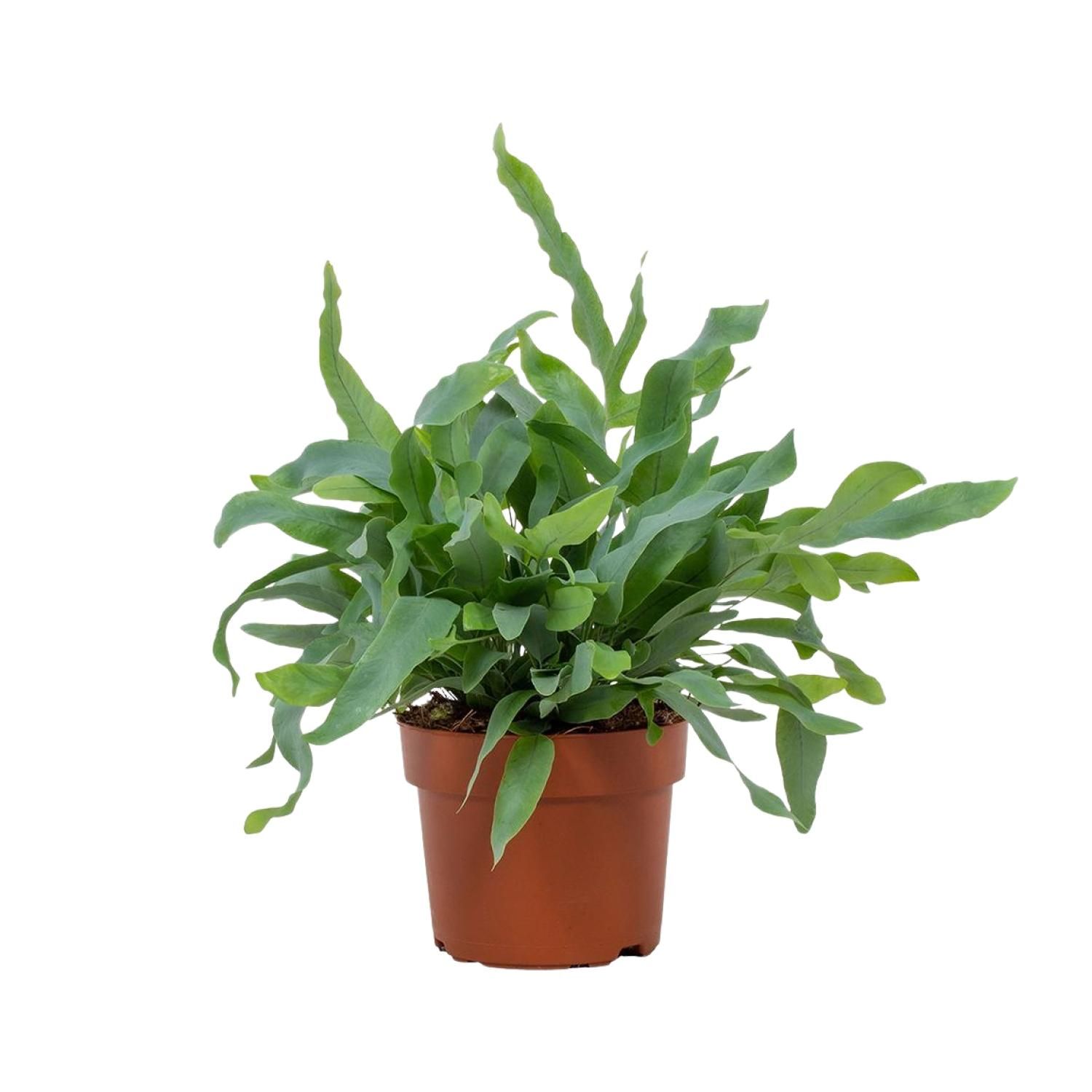 Phlebodium Blue Star Zimmerpflanze