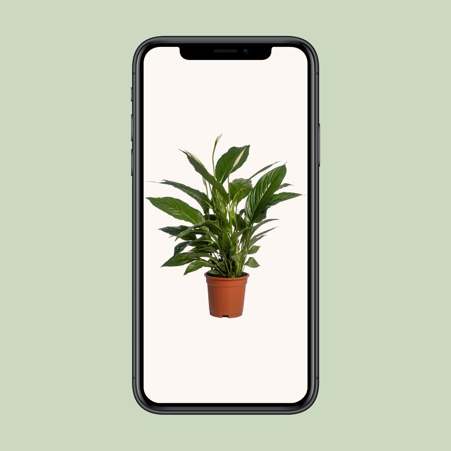 Spathiphyllum Vivaldi Friedenslilie Zimmerpflanze