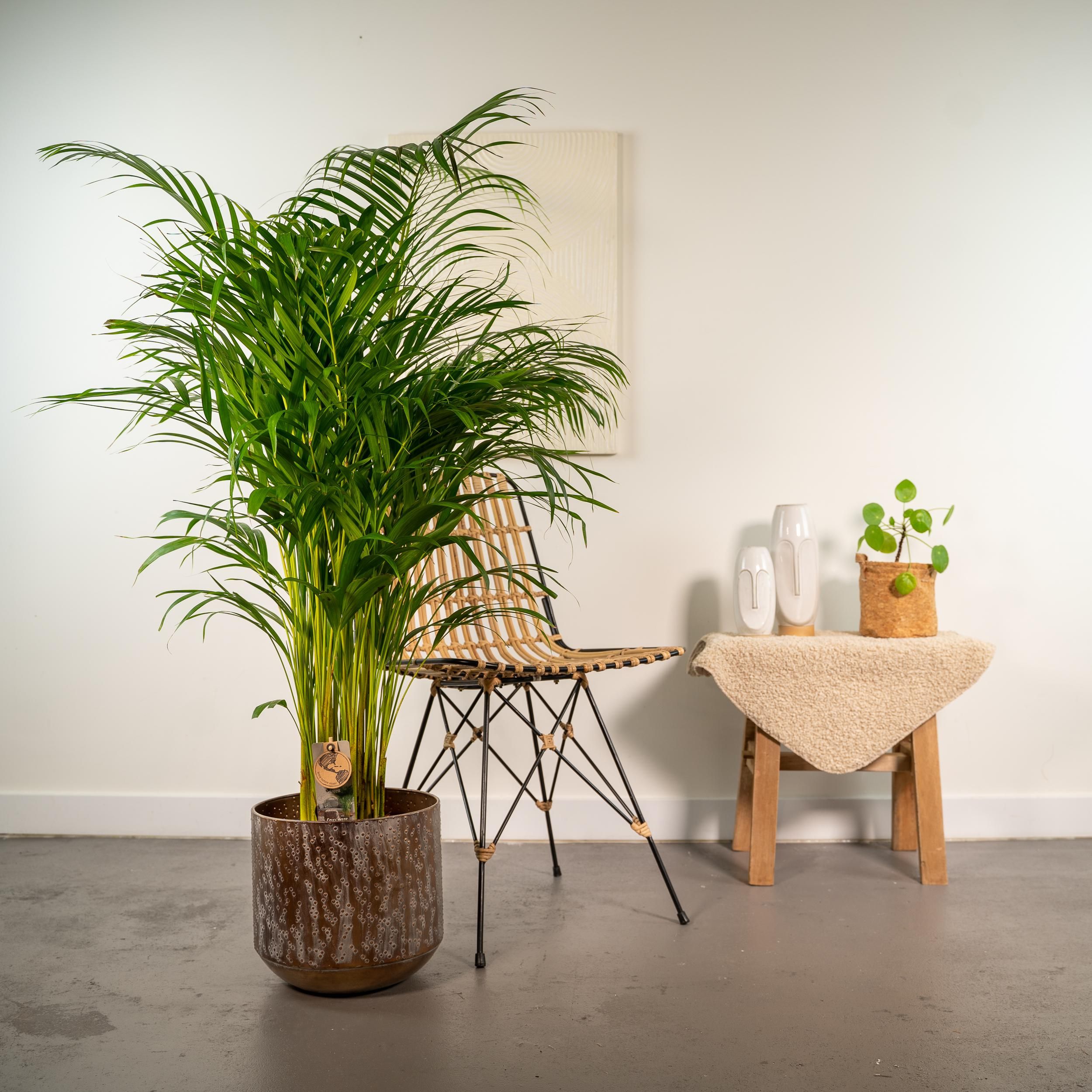Areca-Palme für Innenräume mit Topf