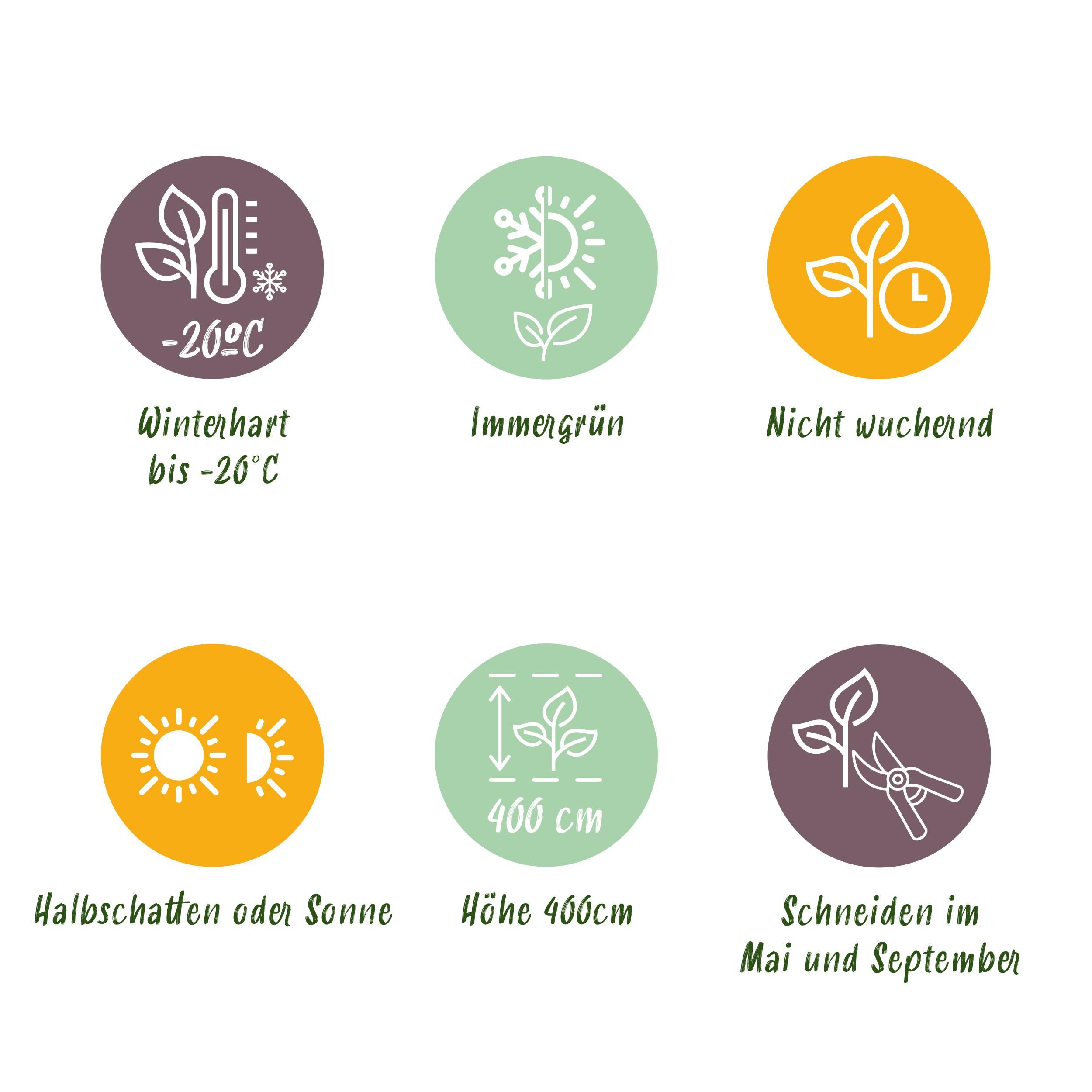 Buxus sempervirens Set – immergrün | 6 Pflanzen für 1 Meter Hecke